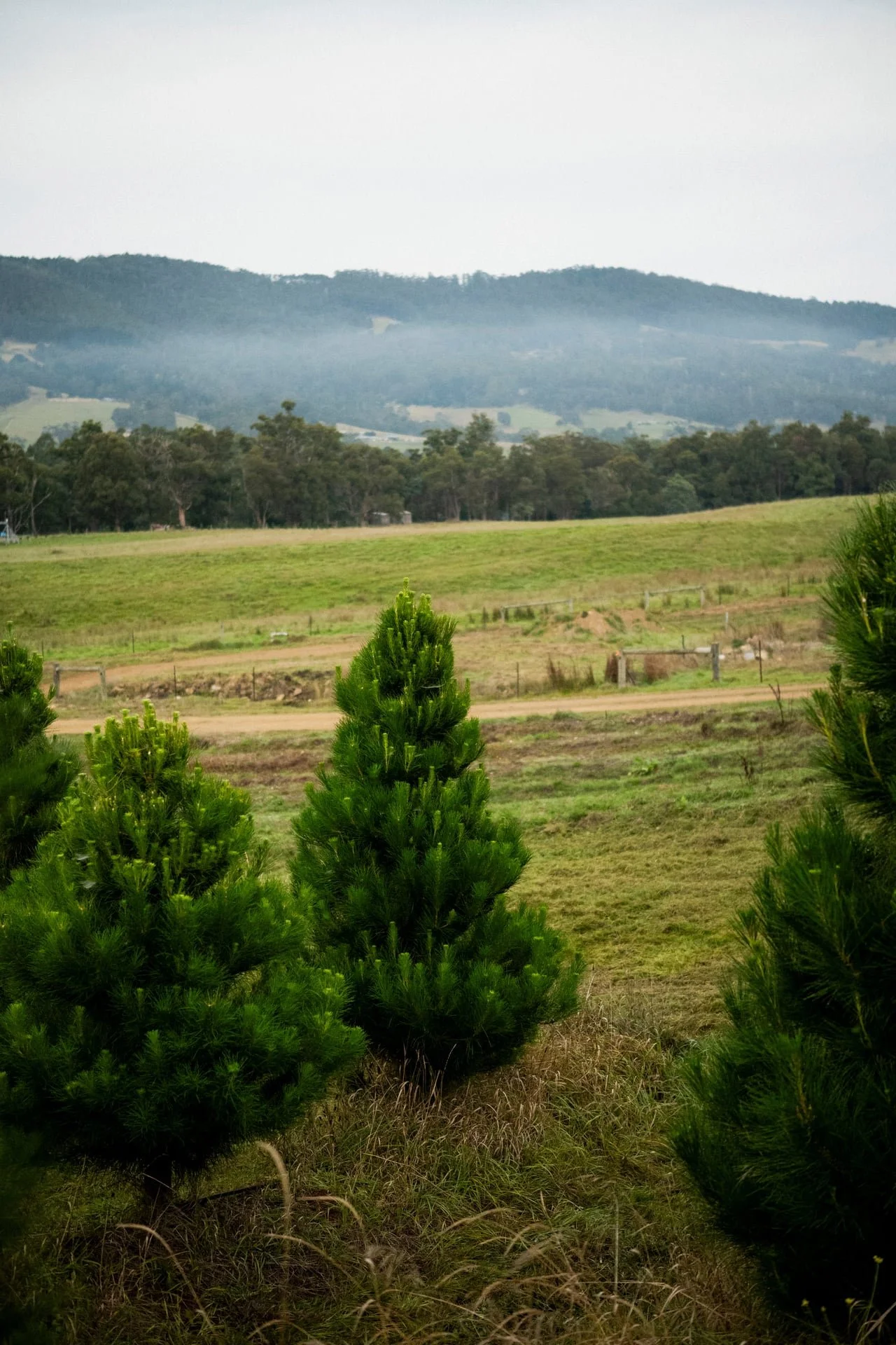 Huon_River_Downs_Brand_Shoot_185.jpg