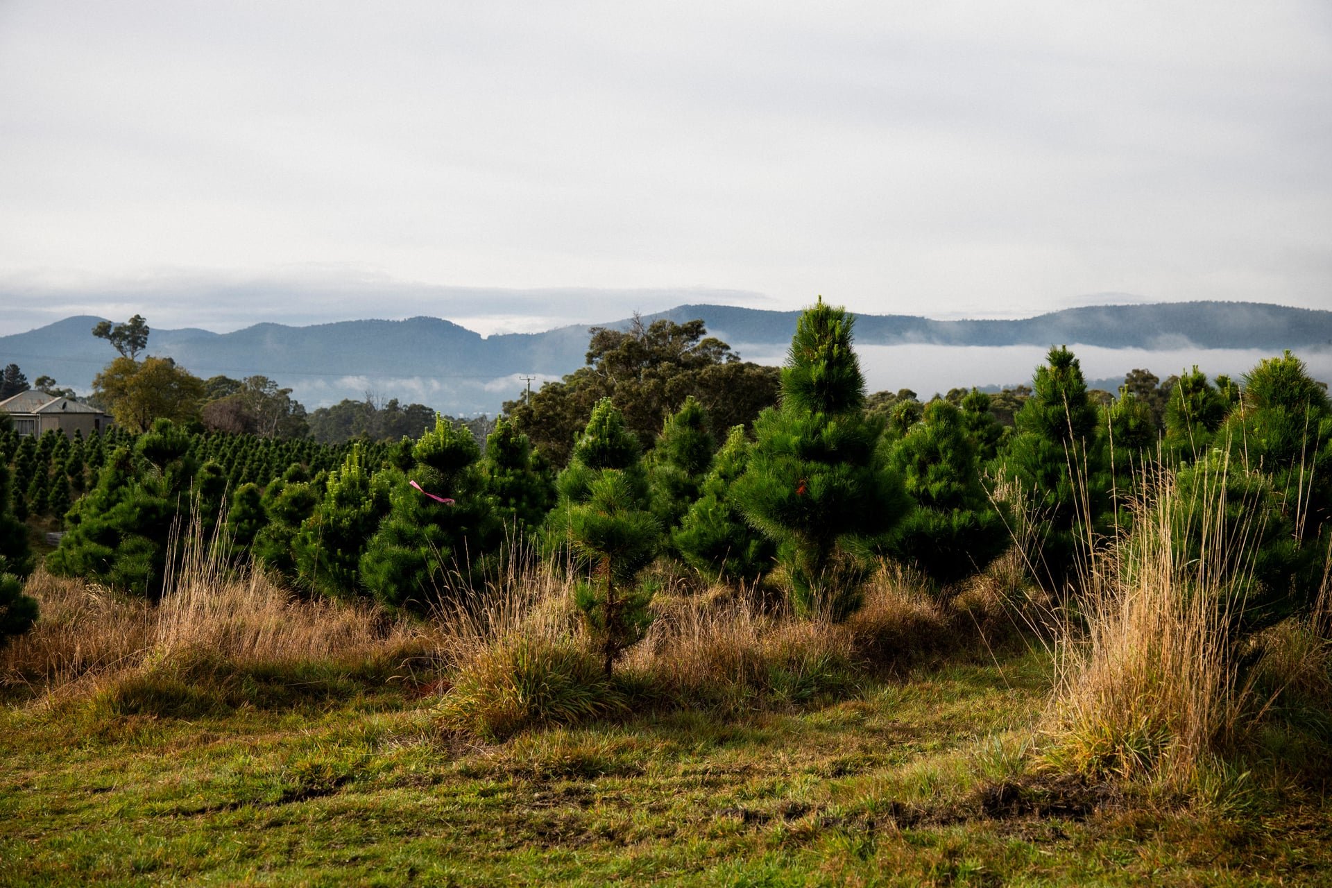 Huon_River_Downs_Brand_Shoot_154.jpg