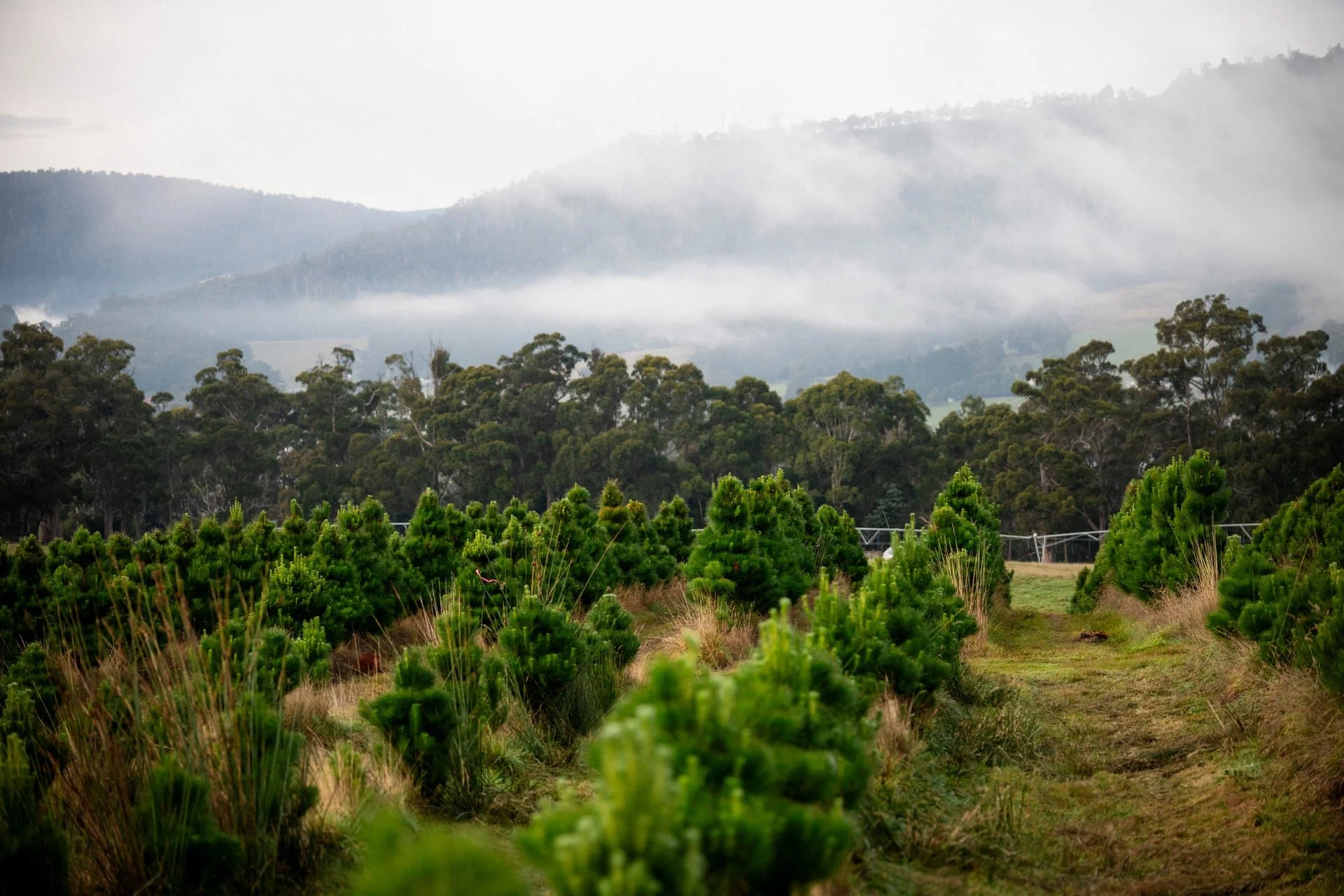 Huon_River_Downs_Brand_Shoot_129.jpg