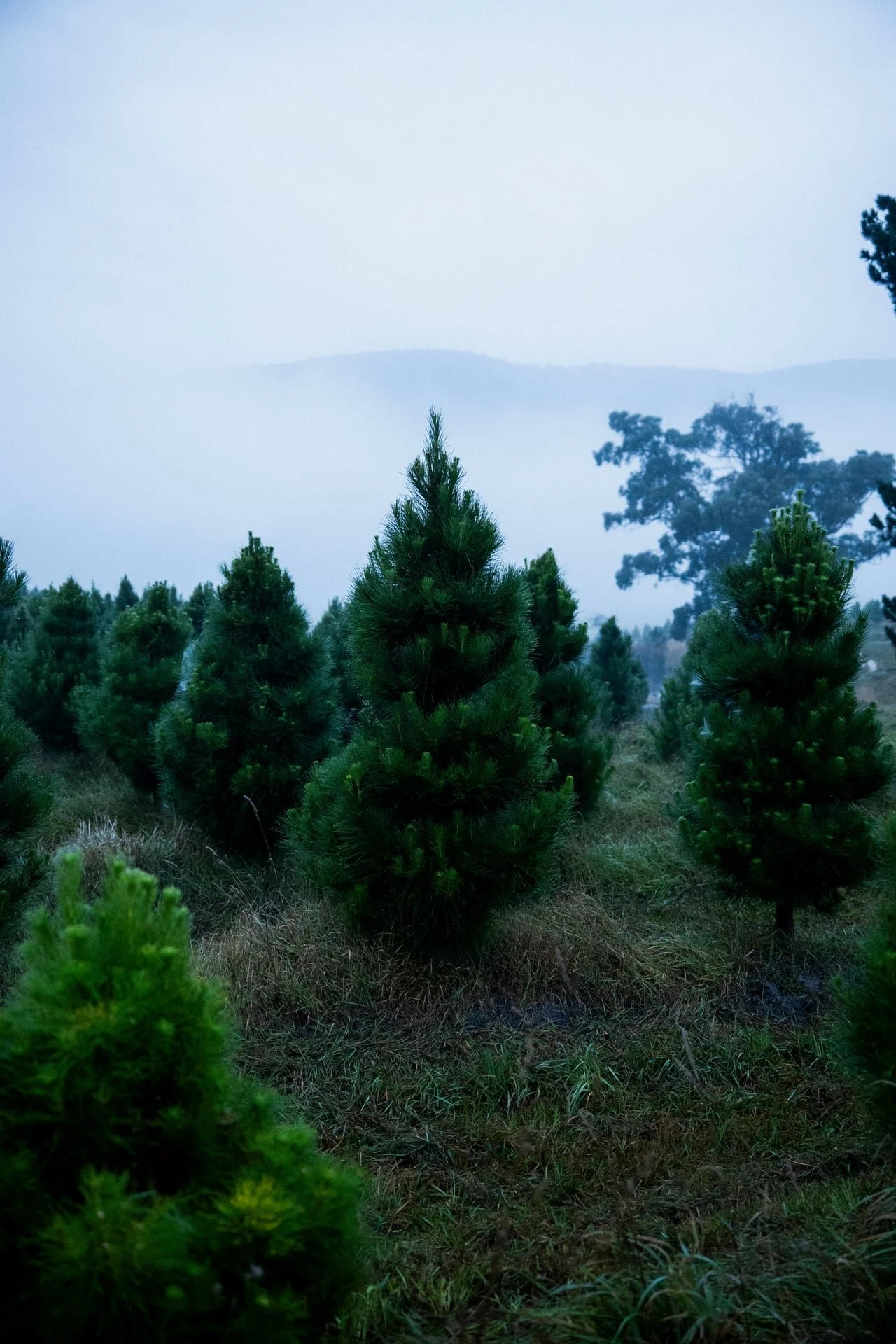 Huon_River_Downs_Brand_Shoot_6.jpg