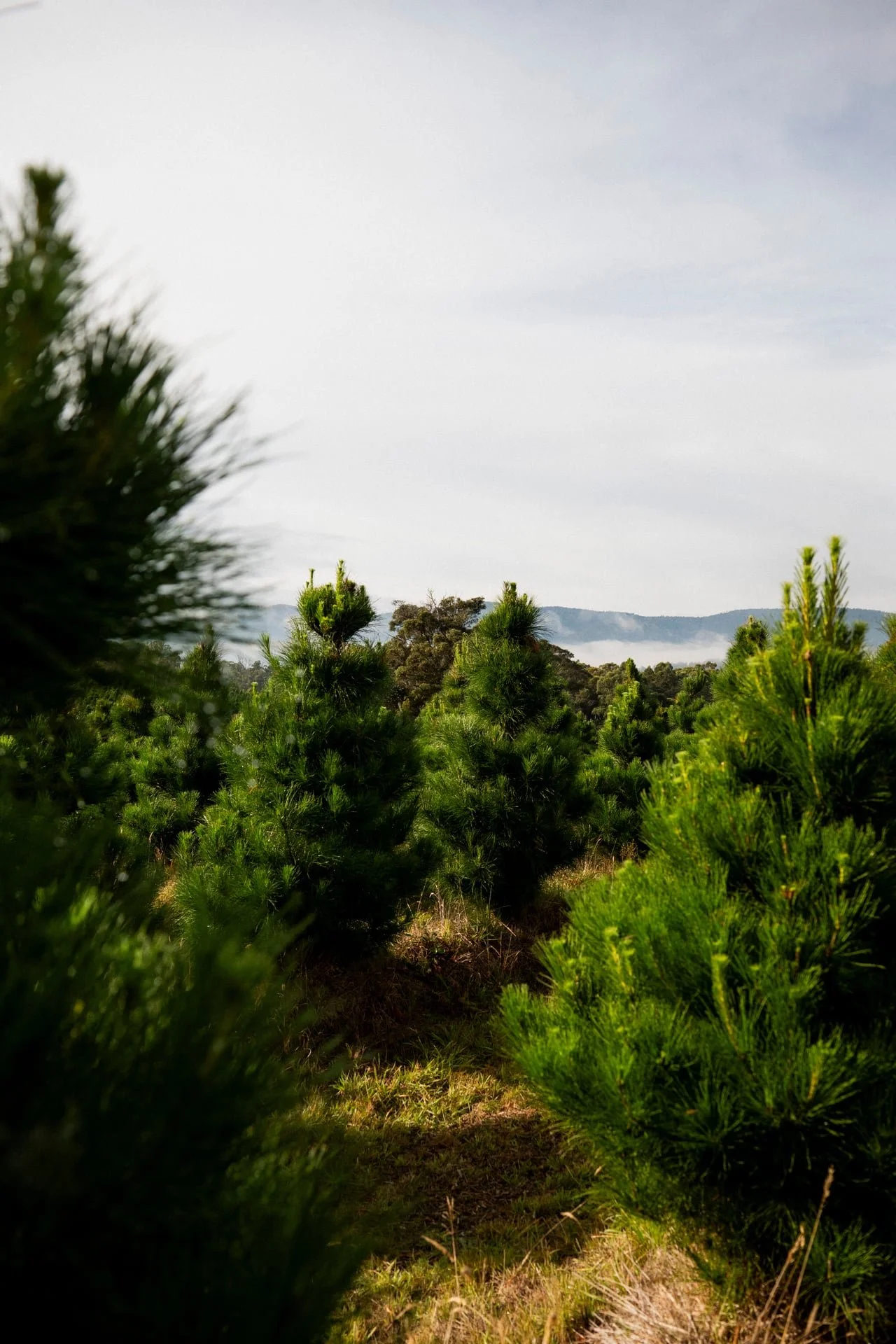 Huon_River_Downs_Brand_Shoot_169.jpg