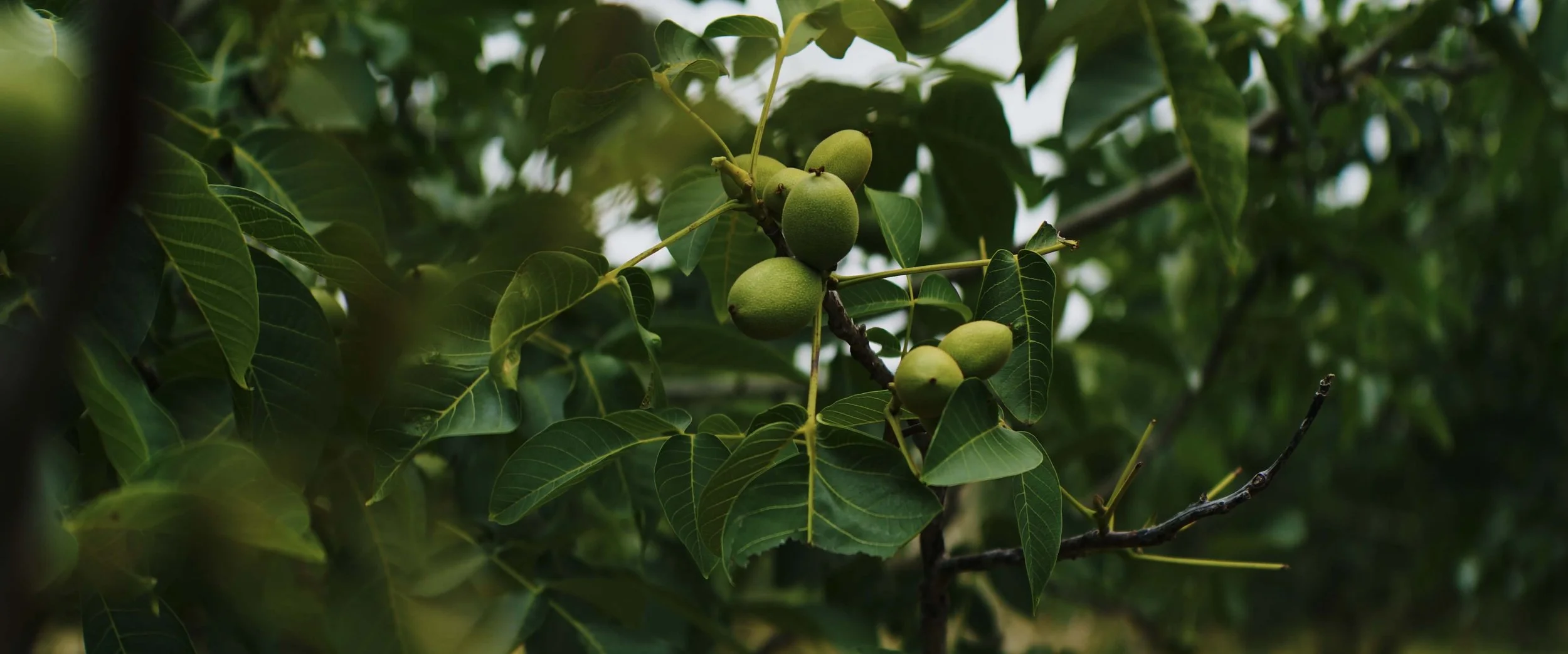 Close-up of a branch with green walnuts and green leaves on a tree.
