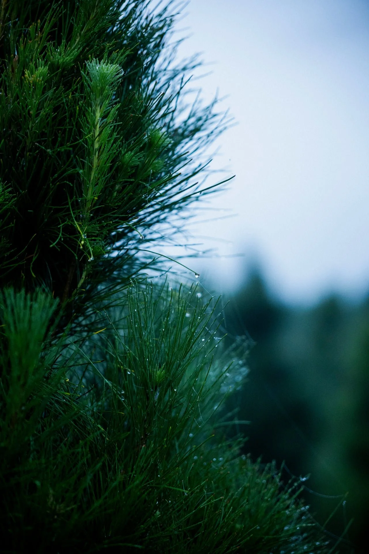 Huon_River_Downs_Brand_Shoot_8.jpg