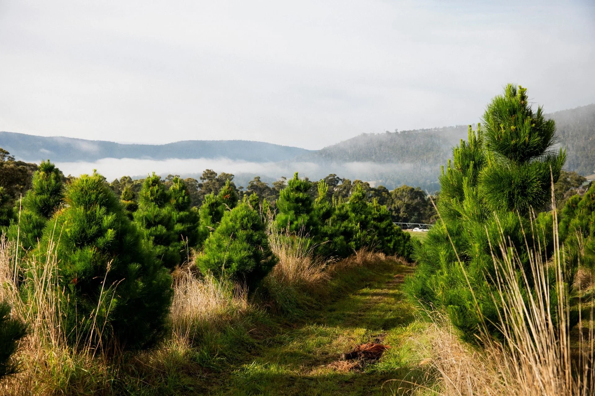 Huon_River_Downs_Brand_Shoot_158.jpg