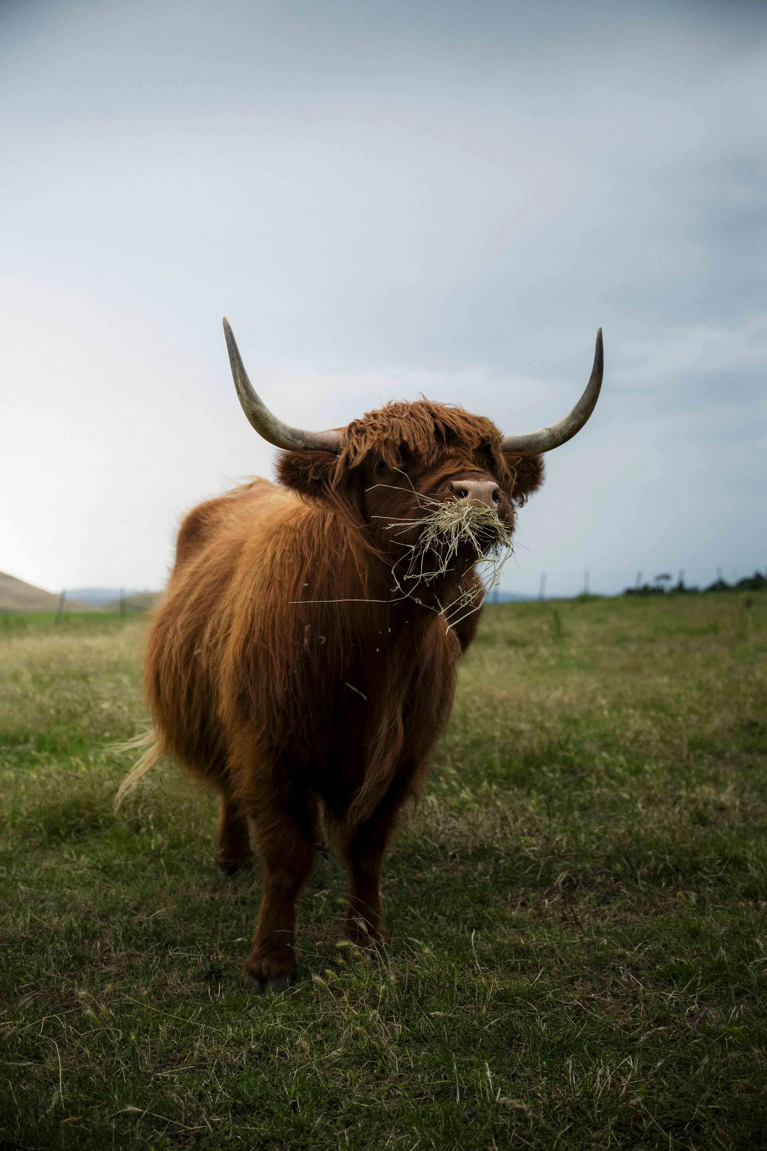 A Highland cow with long hair and large horns standing in a green field with a cloudy sky behind it.