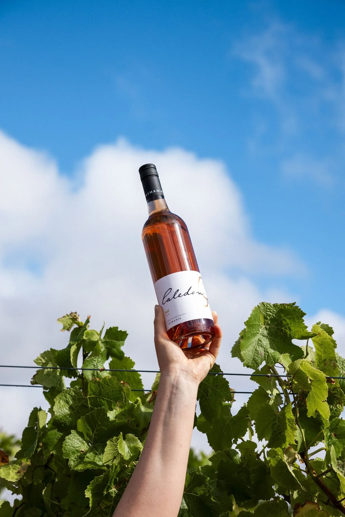 Person holding a bottle of rosé wine directed upward against a blue sky with clouds, with green grapevine leaves in the background.