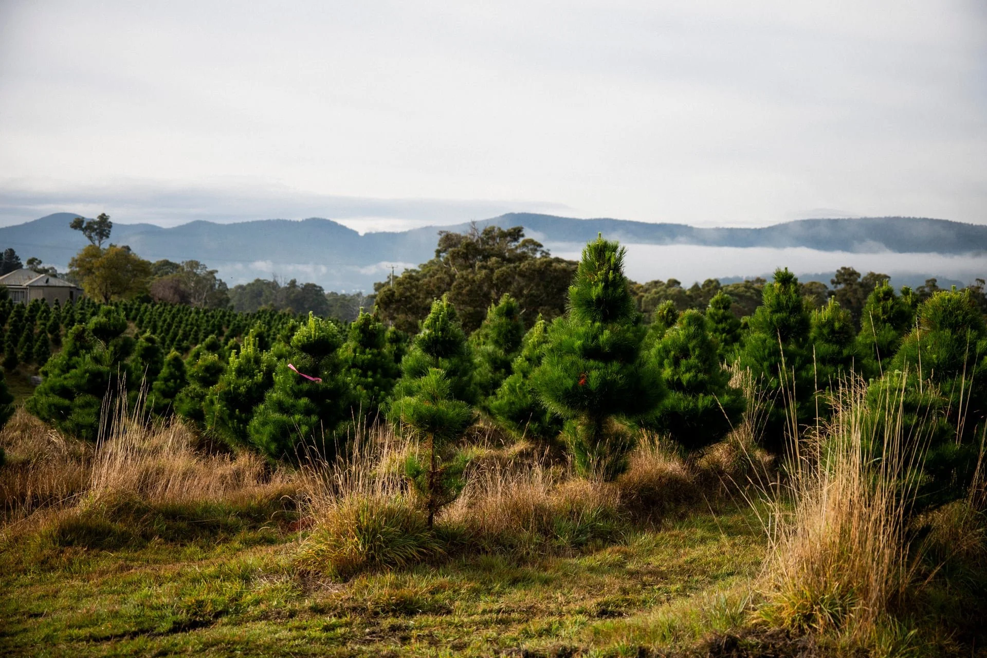 Huon_River_Downs_Brand_Shoot_153.jpg