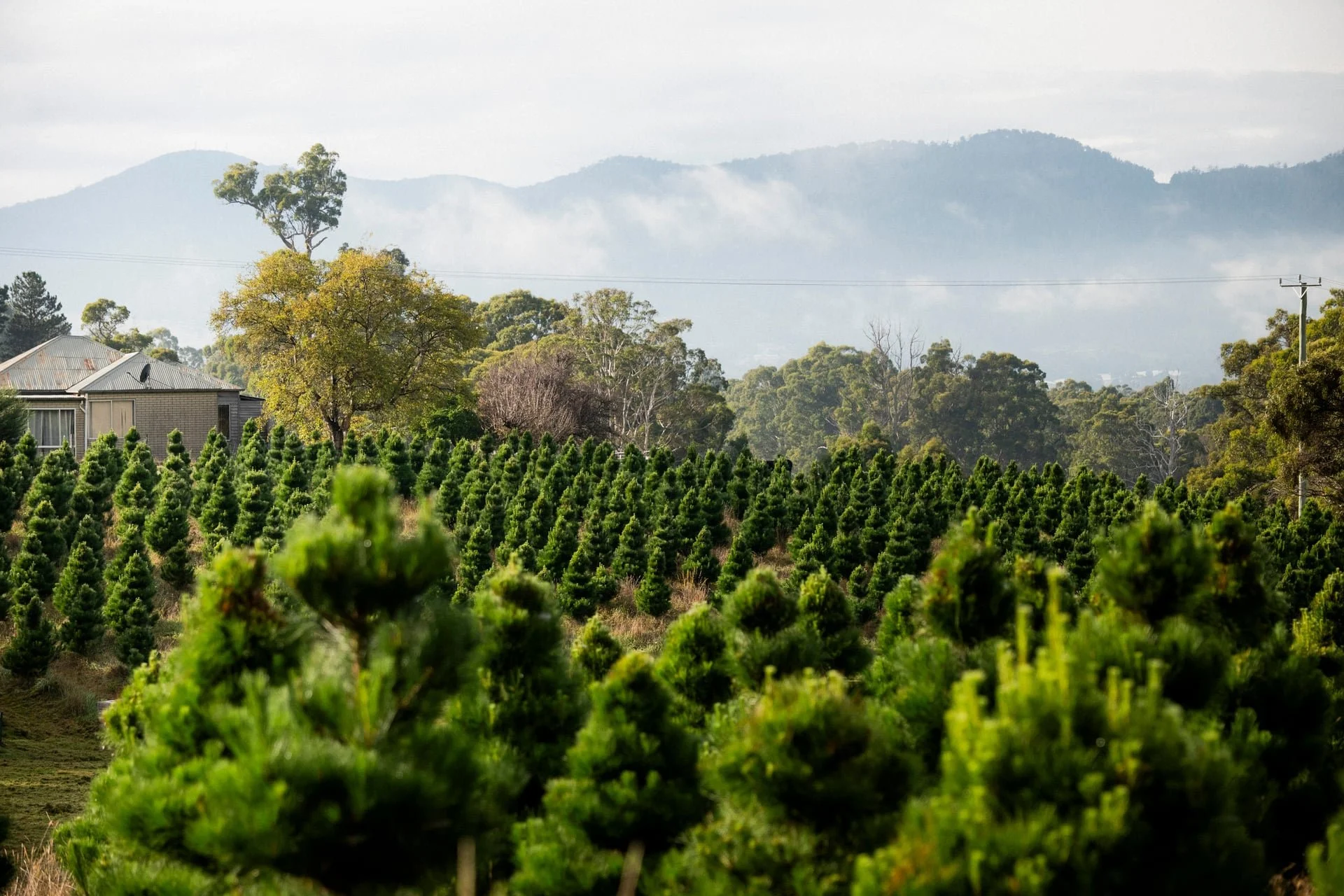 Huon_River_Downs_Brand_Shoot_160.jpg