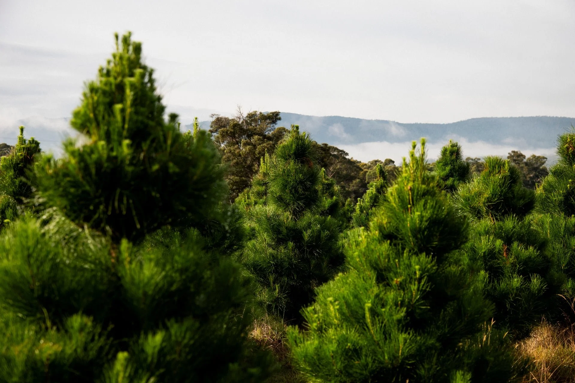 Huon_River_Downs_Brand_Shoot_167.jpg
