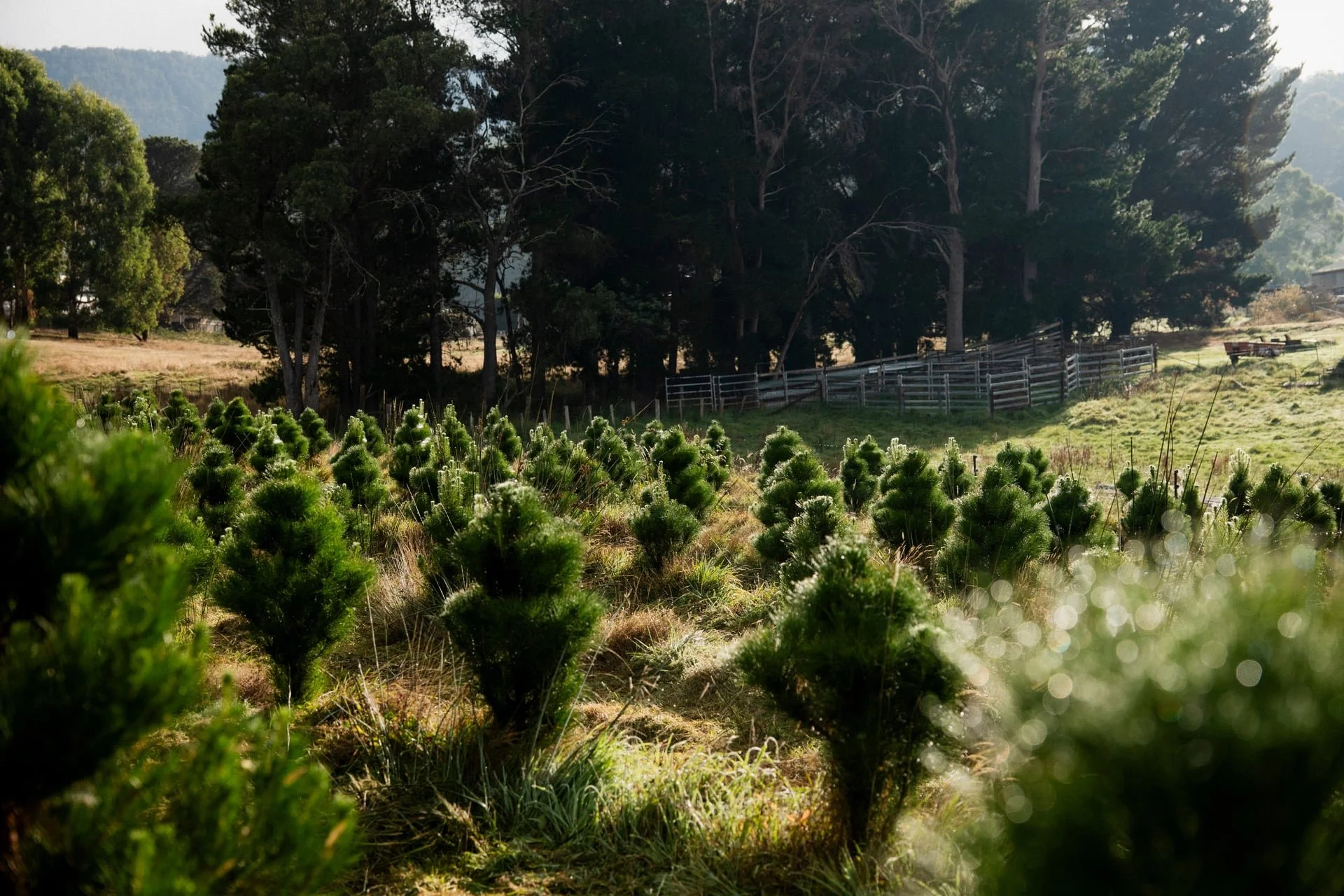 Huon_River_Downs_Brand_Shoot_164.jpg