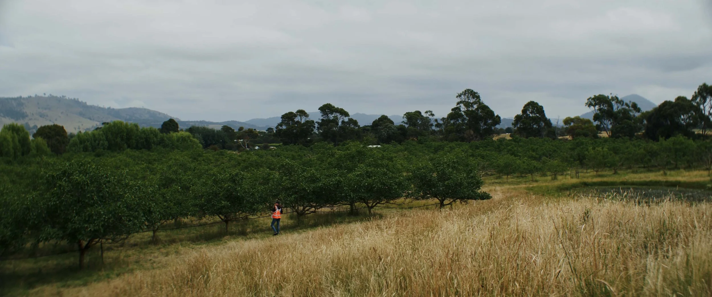 A person in an orange vest walking through a lush green orchard with trees and a grassy field, mountains and cloudy sky in the background.