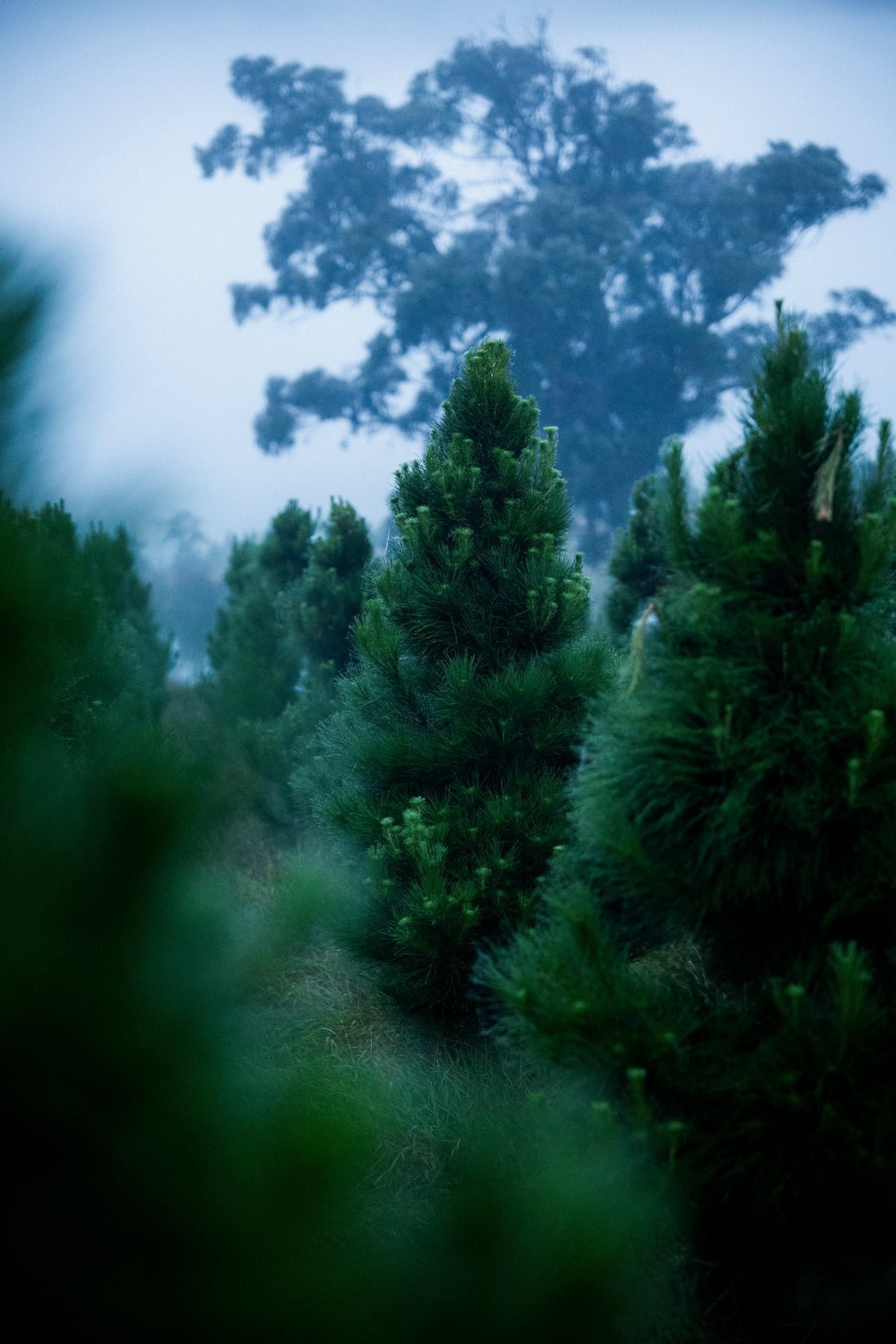 Huon_River_Downs_Brand_Shoot_13.jpg
