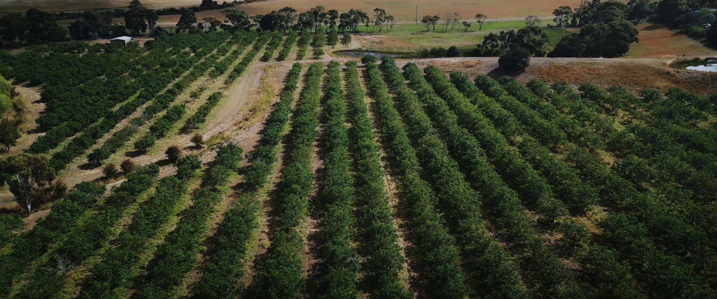 Aerial view of an orchard with rows of green trees and two small ponds in the background.