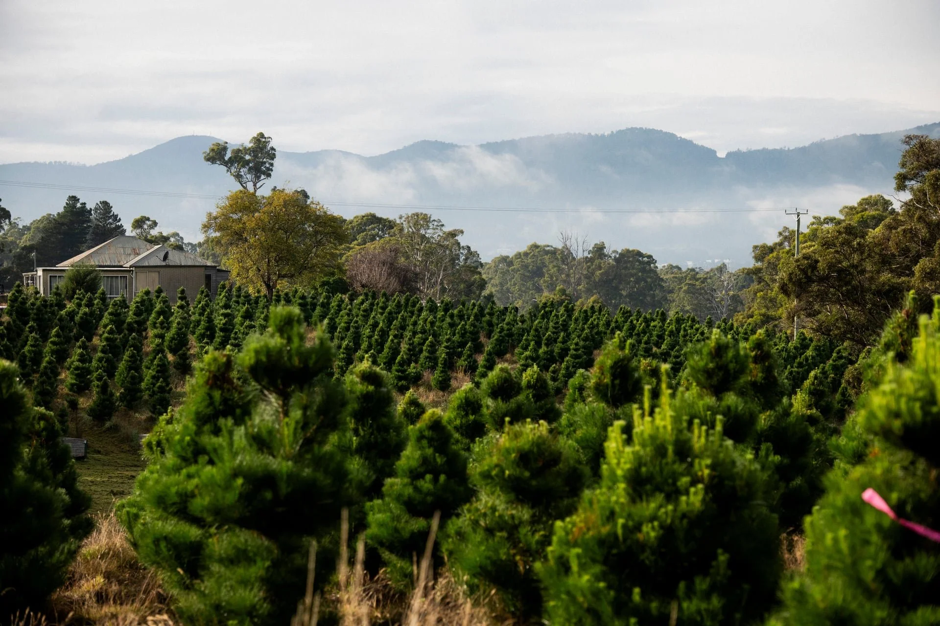 Huon_River_Downs_Brand_Shoot_161.jpg