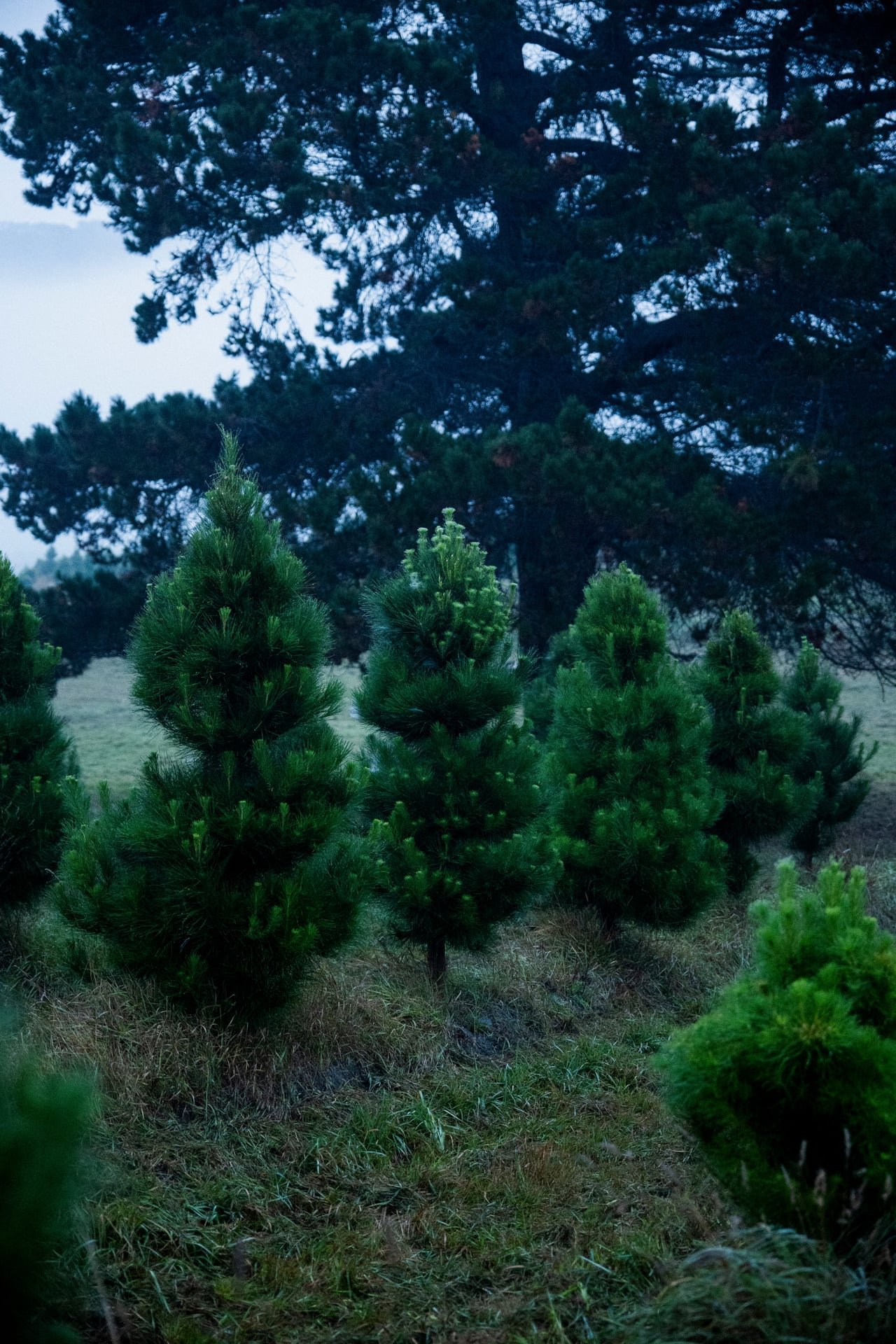 Huon_River_Downs_Brand_Shoot_10.jpg