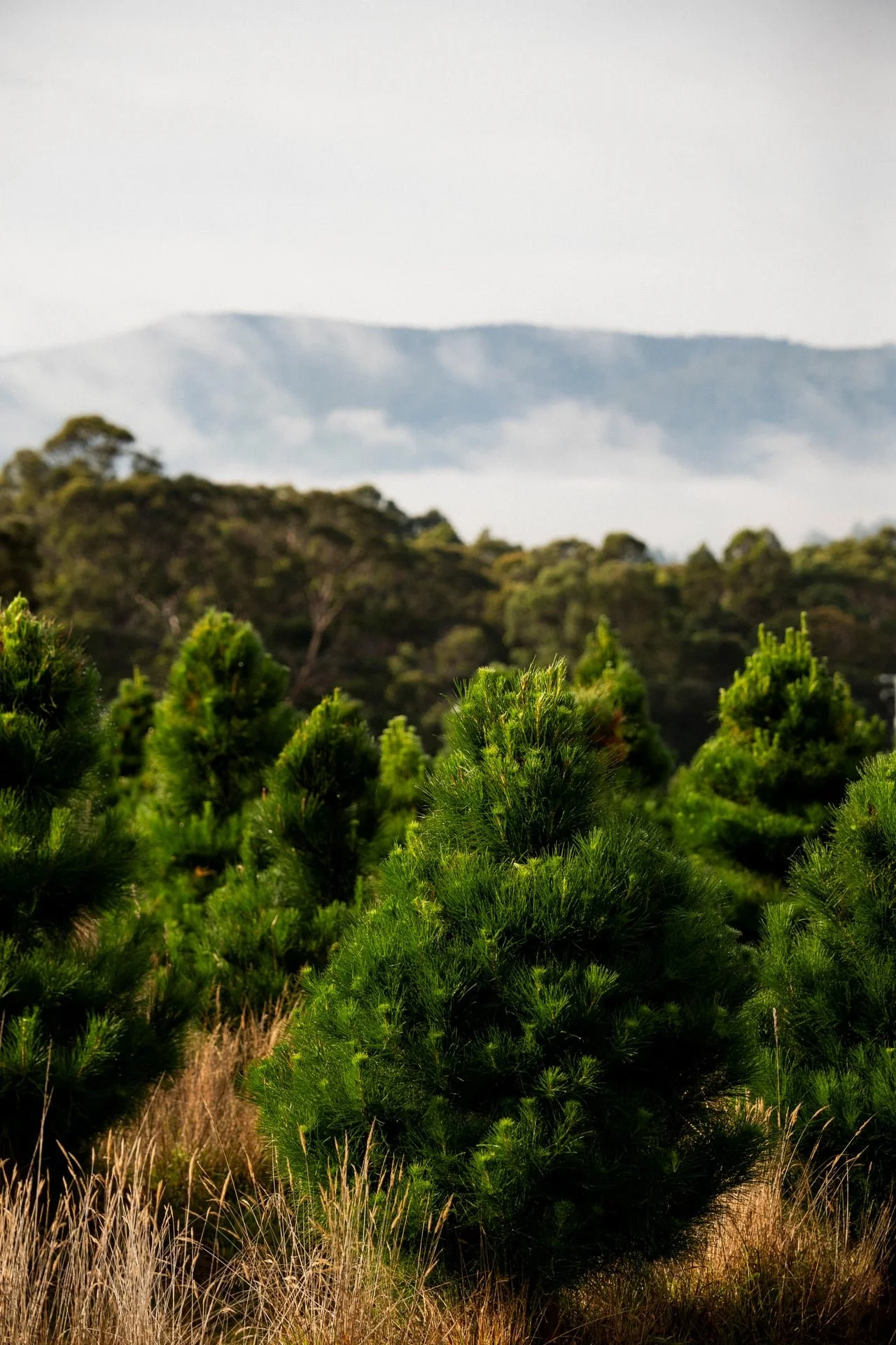 Huon_River_Downs_Brand_Shoot_175.jpg