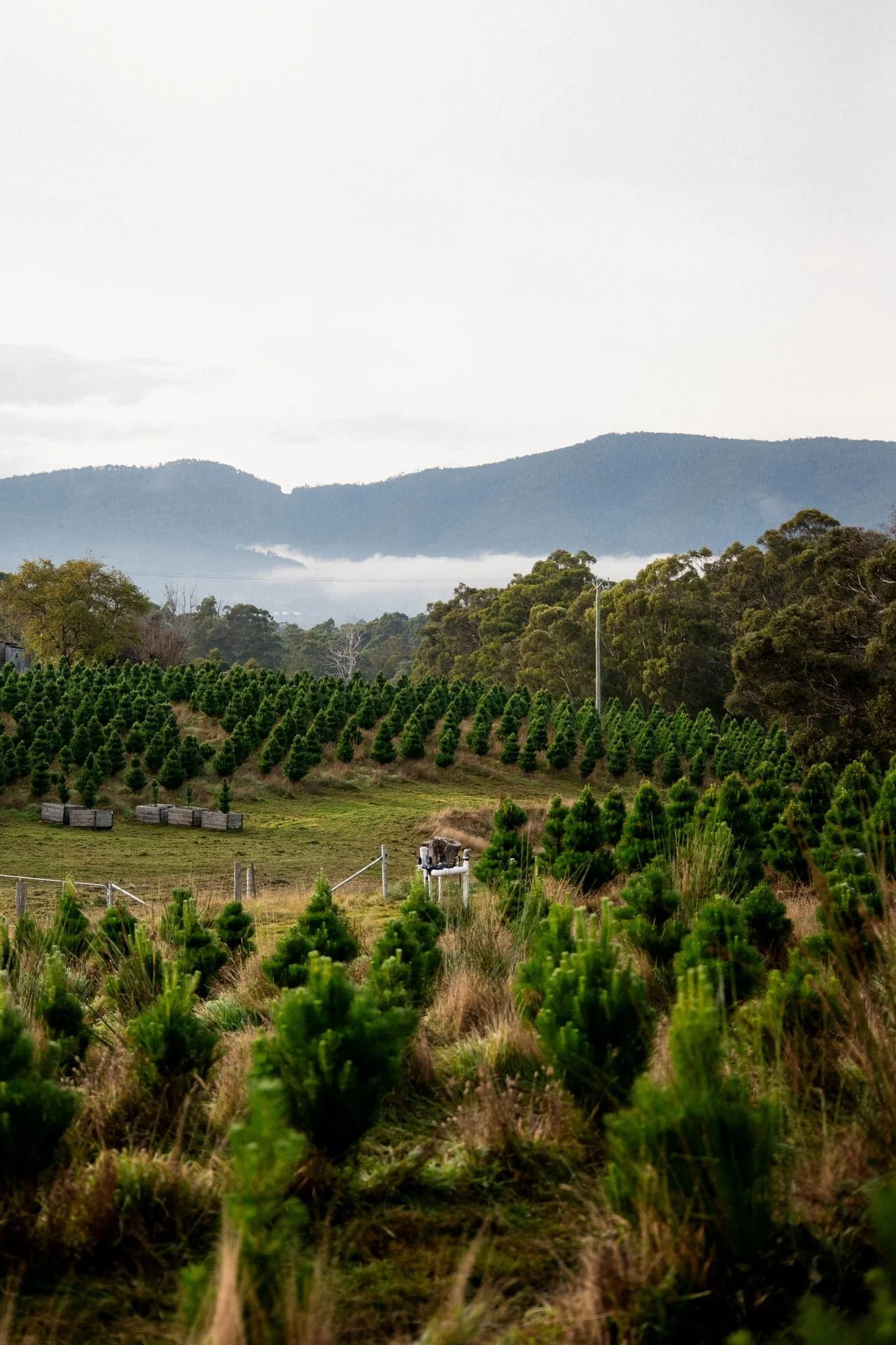 Huon_River_Downs_Brand_Shoot_135.jpg