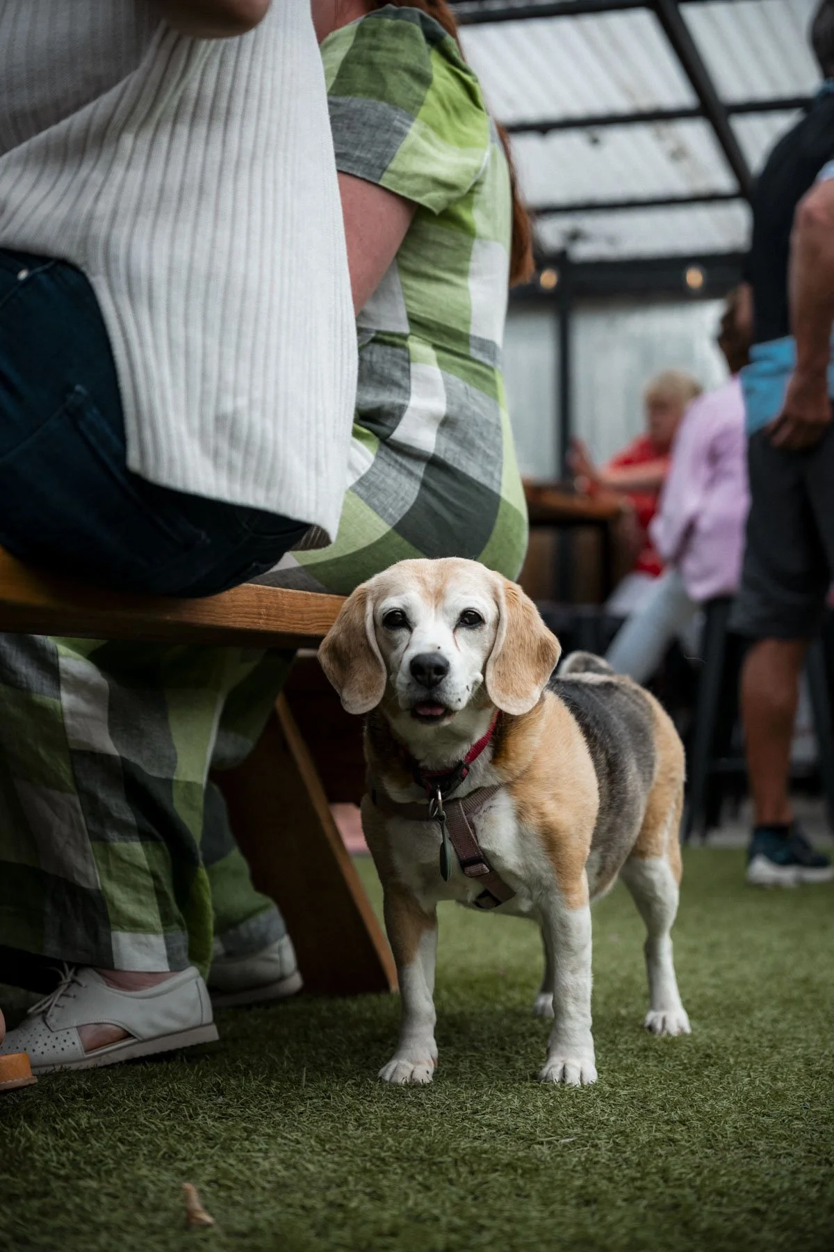 A beagle dog standing on green artificial grass indoors, surrounded by people. The dog has a tricolor coat and wears a red harness.