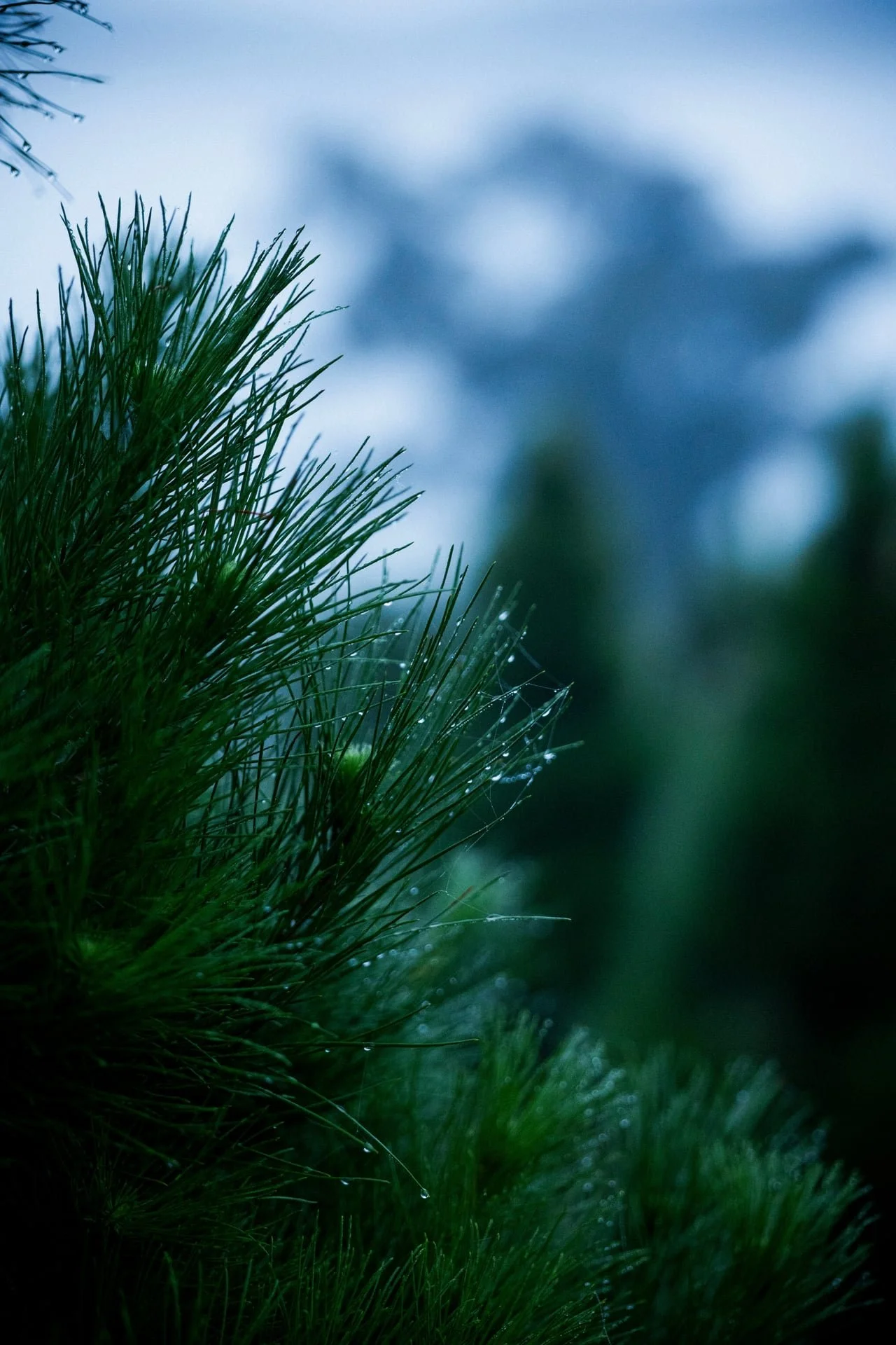Huon_River_Downs_Brand_Shoot_14.jpg