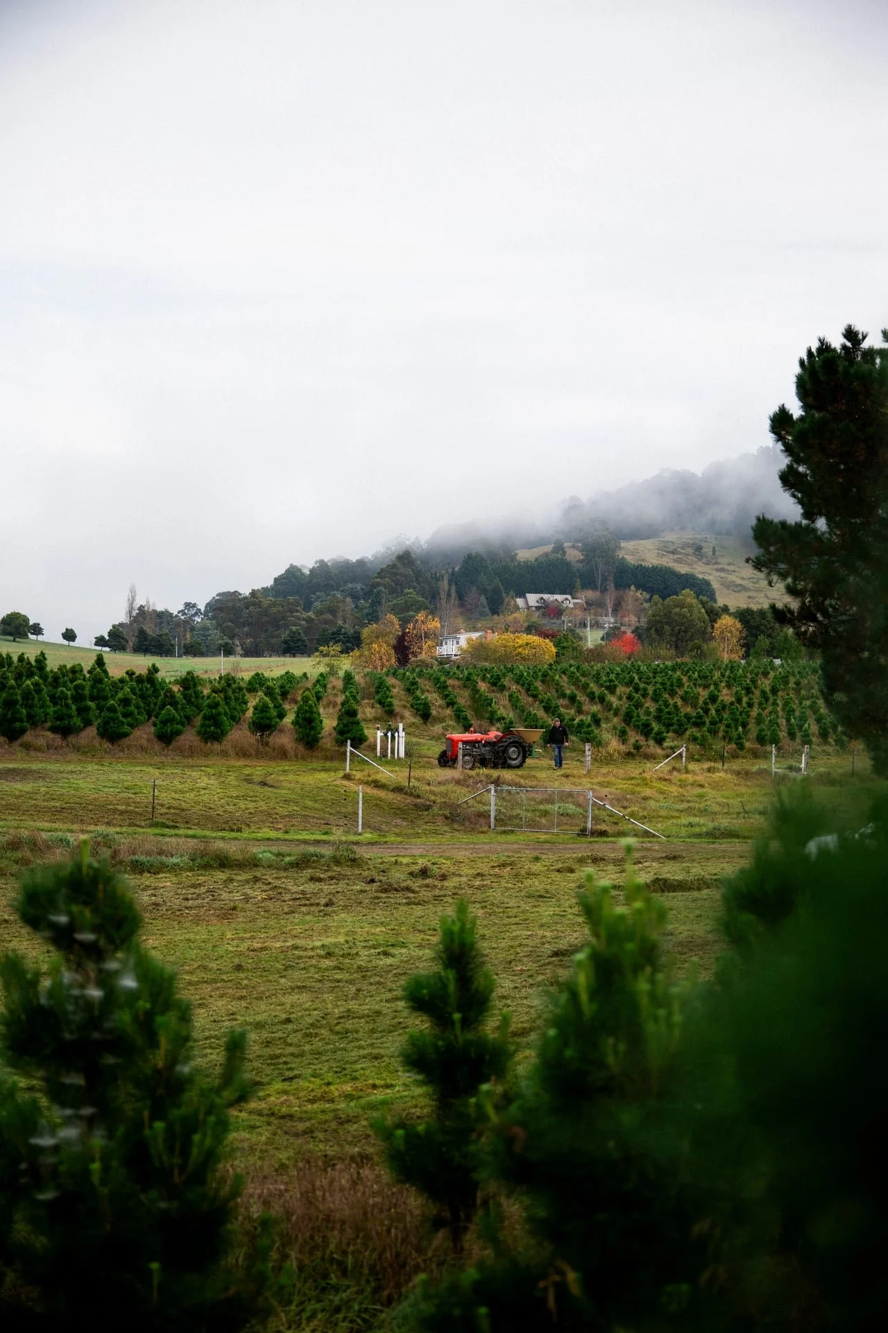 Huon_River_Downs_Brand_Shoot_114.jpg