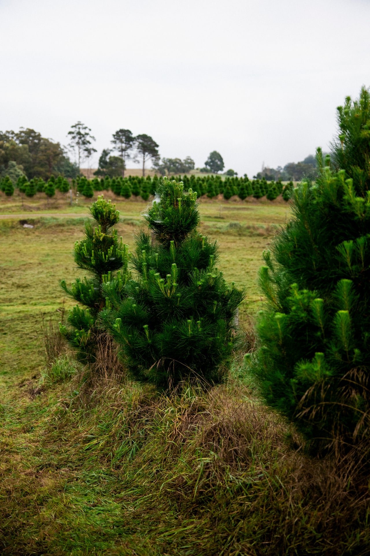 Huon_River_Downs_Brand_Shoot_117.jpg