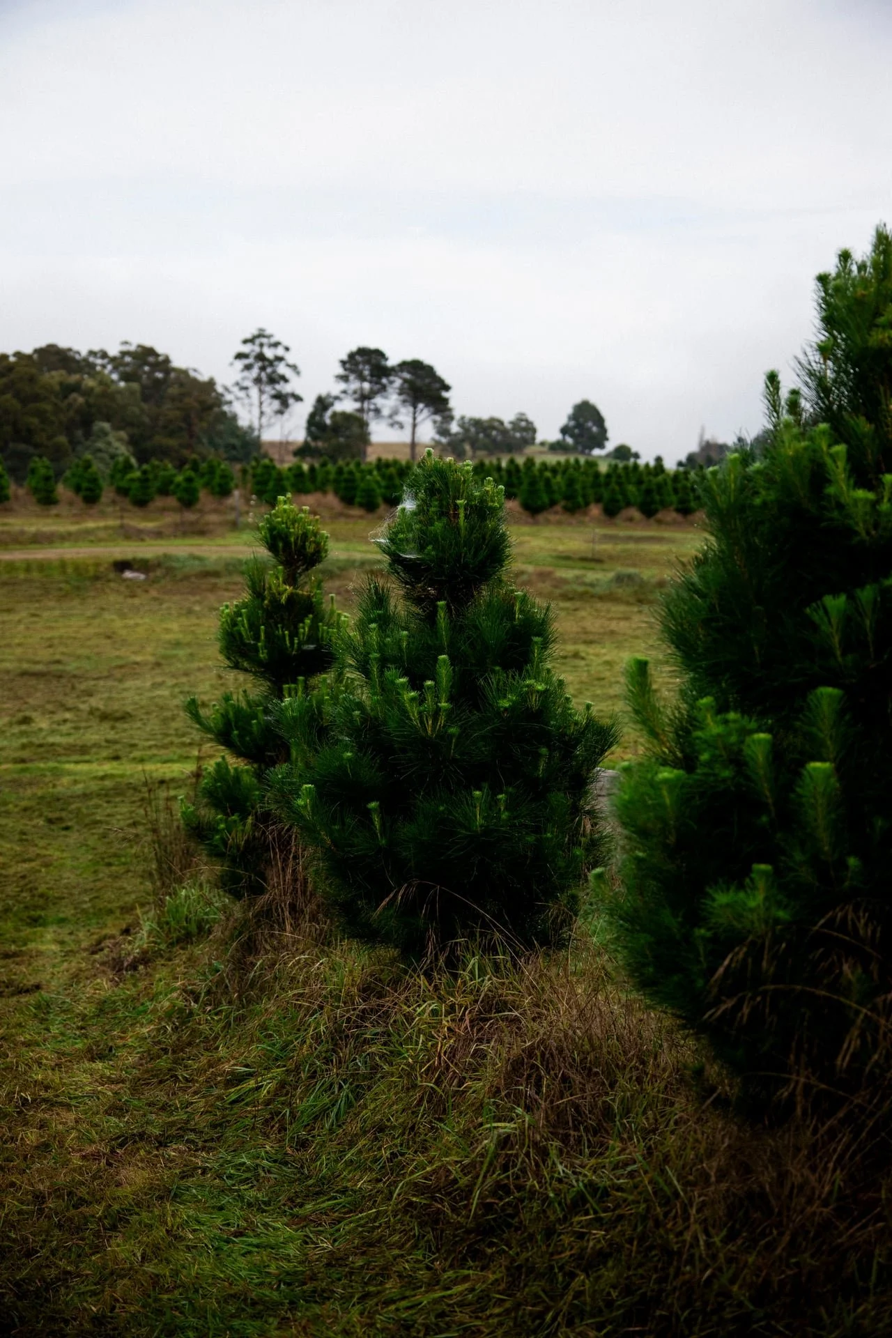 Huon_River_Downs_Brand_Shoot_118.jpg
