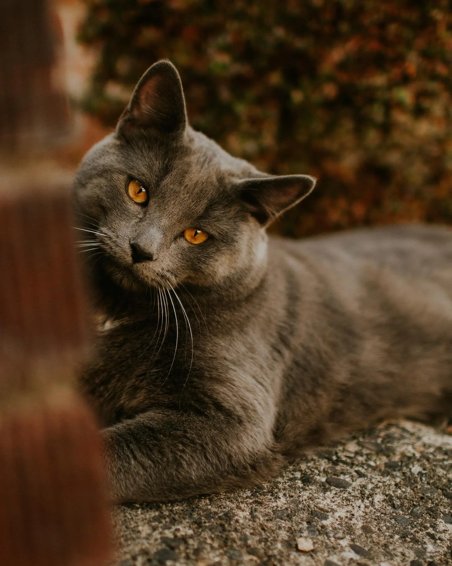 Do you have fur babies you want pictures of, but struggle to make them pose for you?π
•
I offer candid images of pets of all species, using a personal technique that gets that β¨picture perfectβ¨ moments! I get to know you and your bean(s), to cr