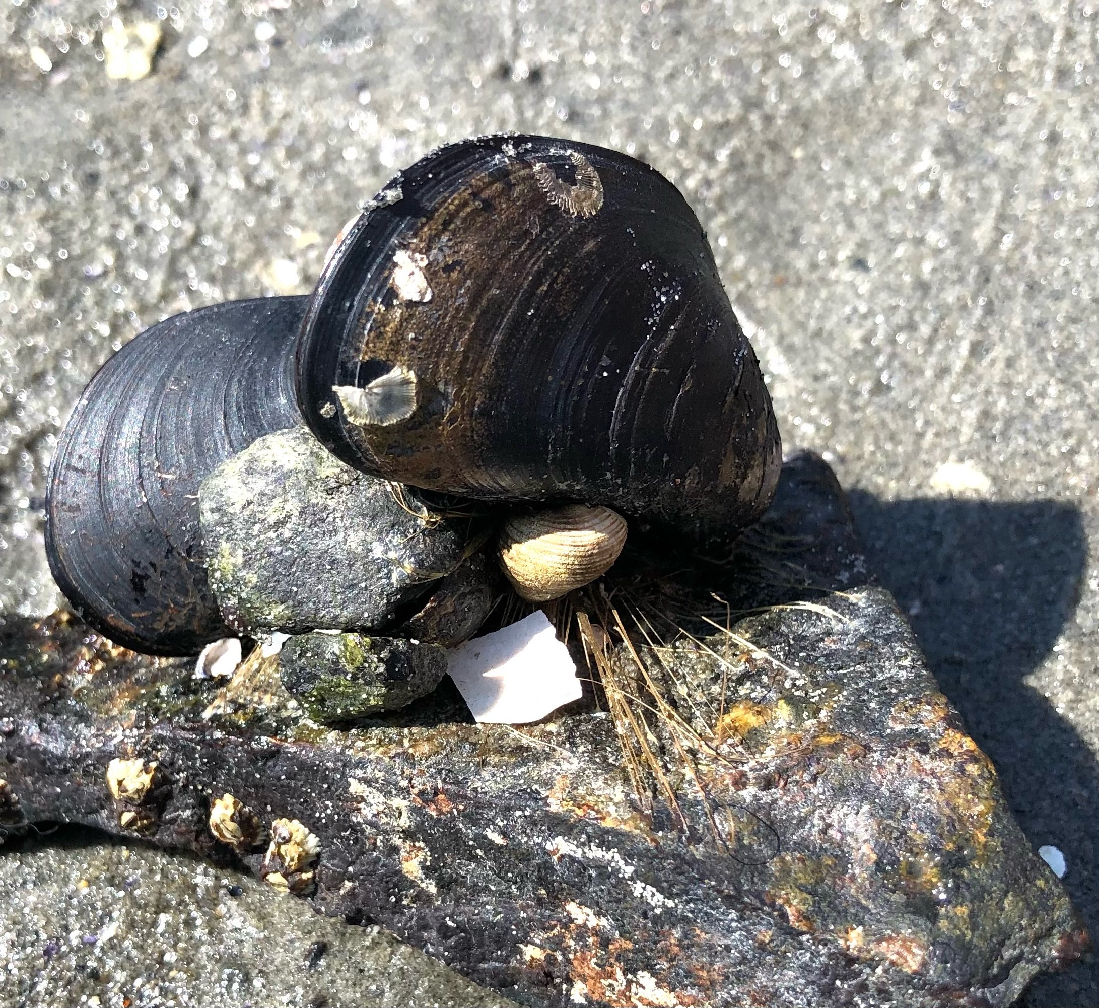 Mussels are abundant, and secure themselves to the rocks with strong "byssal" threads.