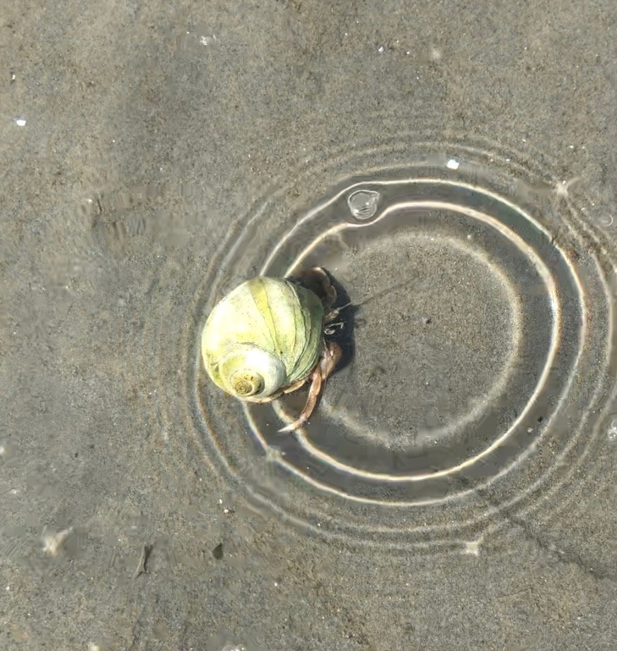 As the hermit crabs grow, they move into larger shells. This one has found the perfect sized moon snail shell.
