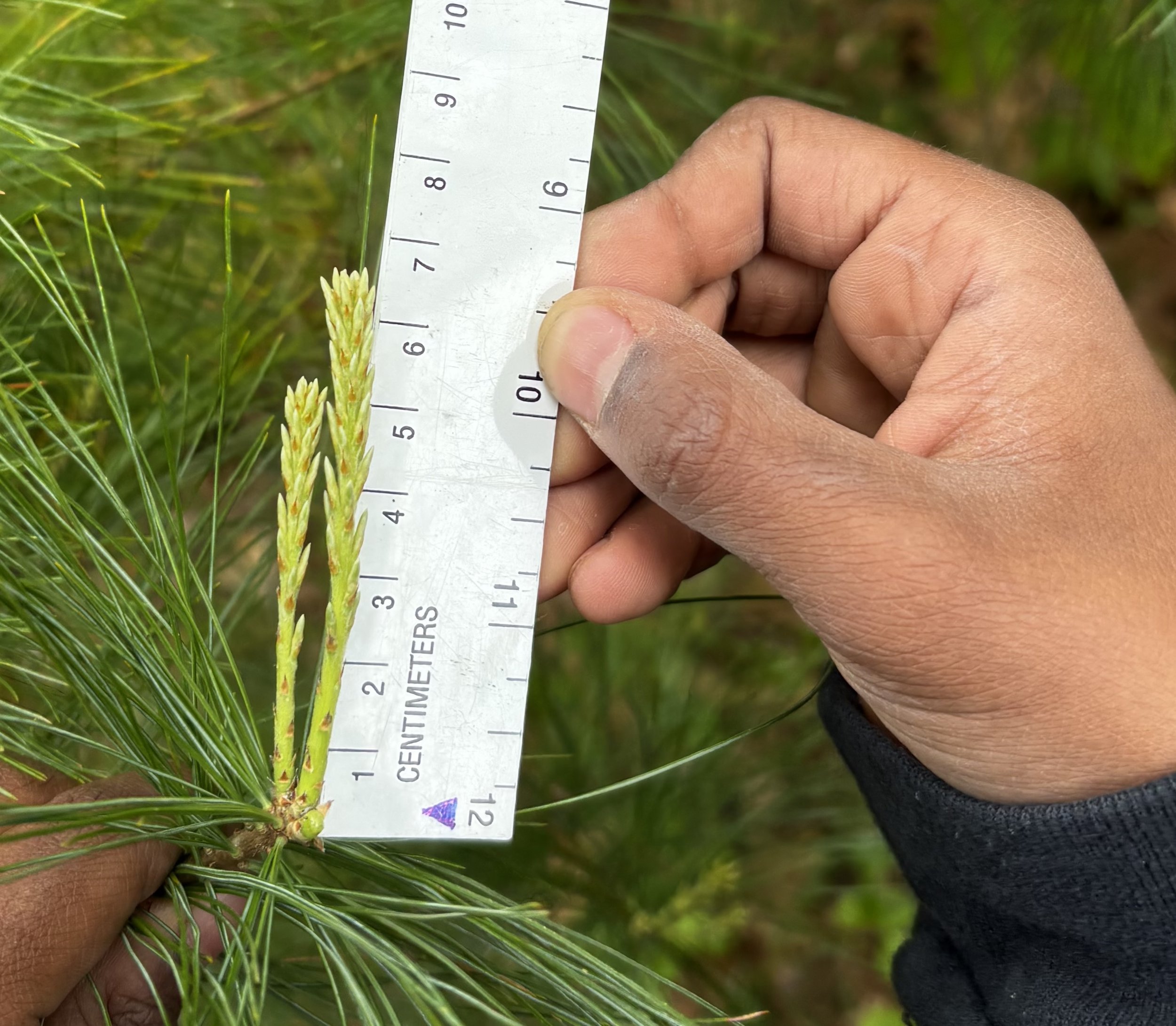 So much spring growth in just a few weeks!