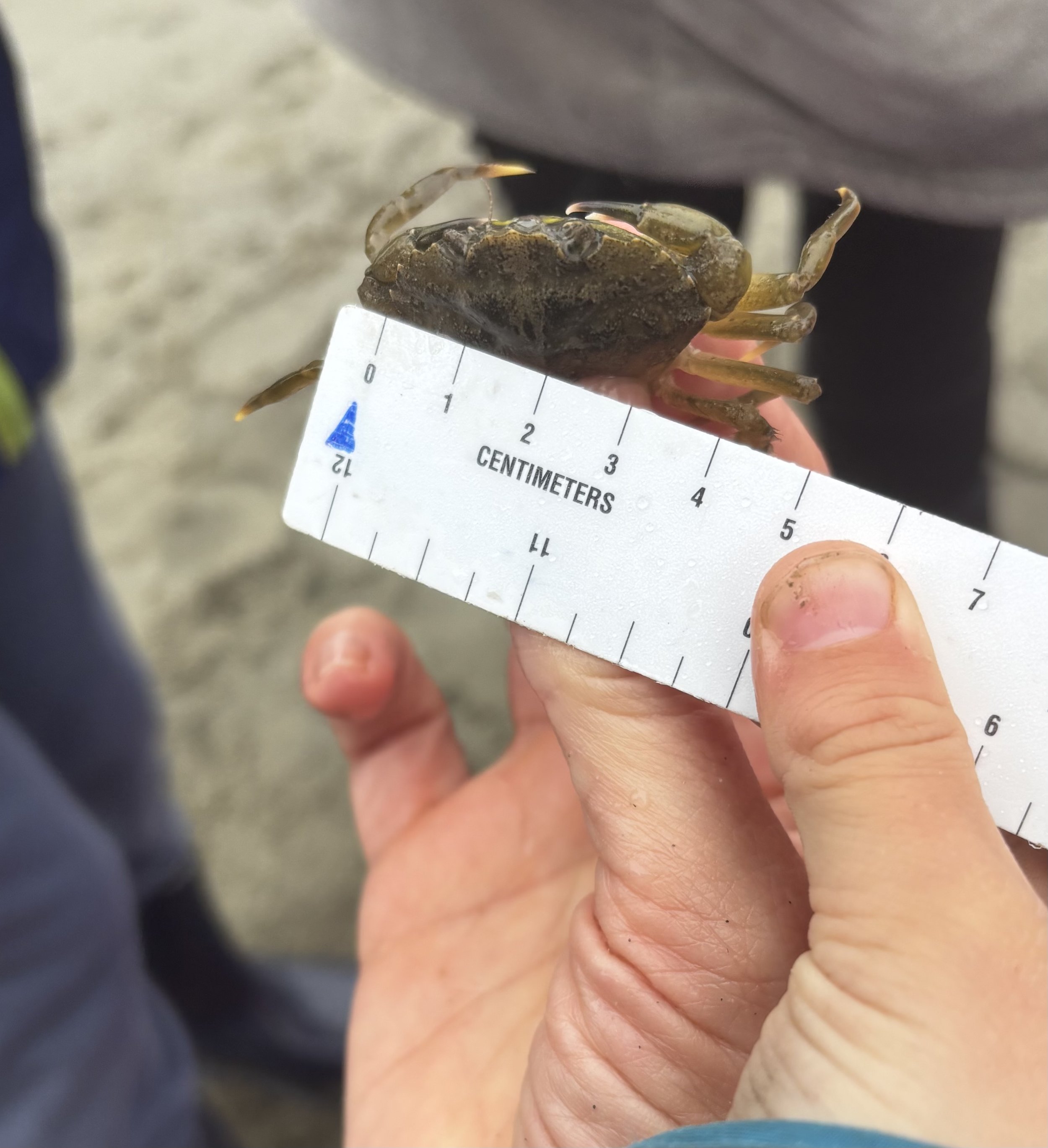 Measuring the carapace of a green crab.