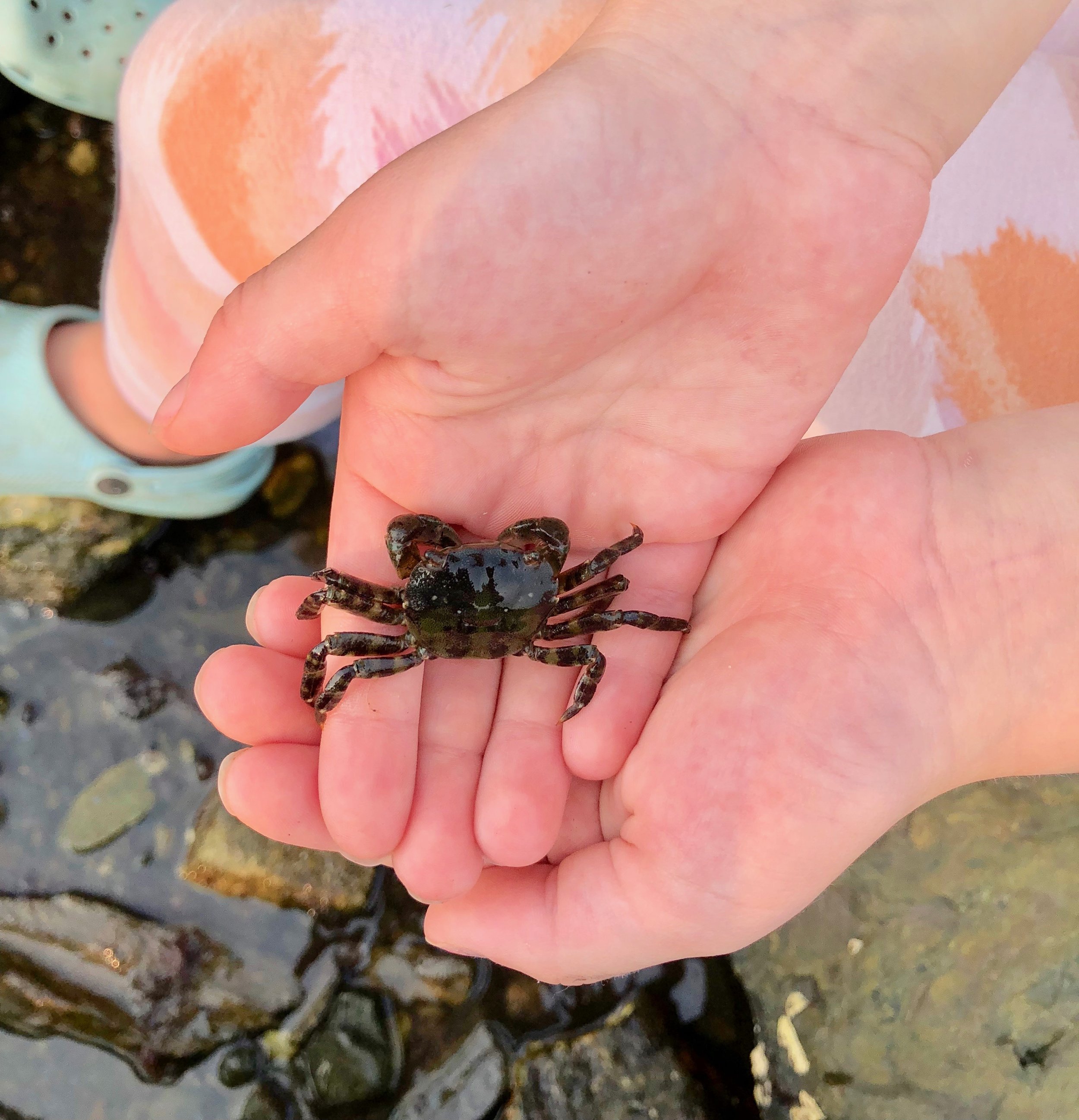 All the living creatures we find are left where they were found.