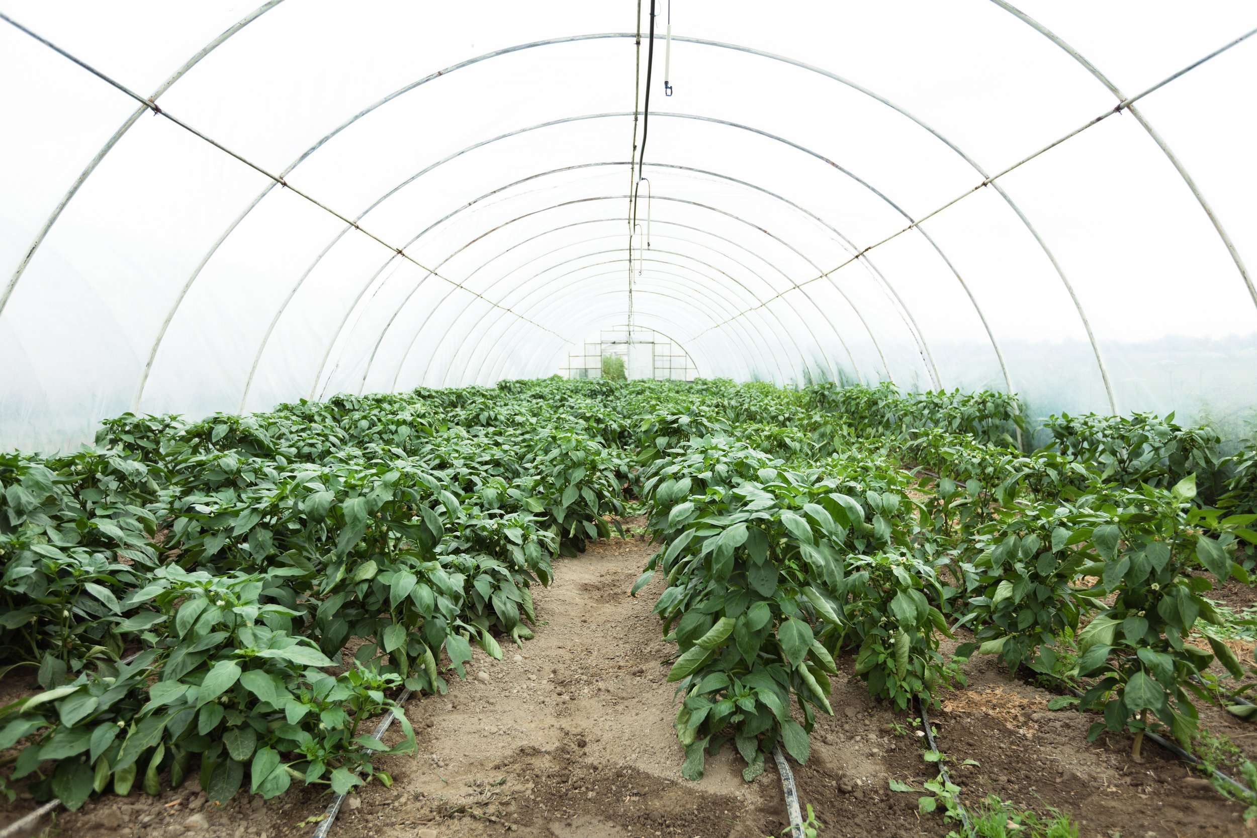 20_greenhouse.jpeg