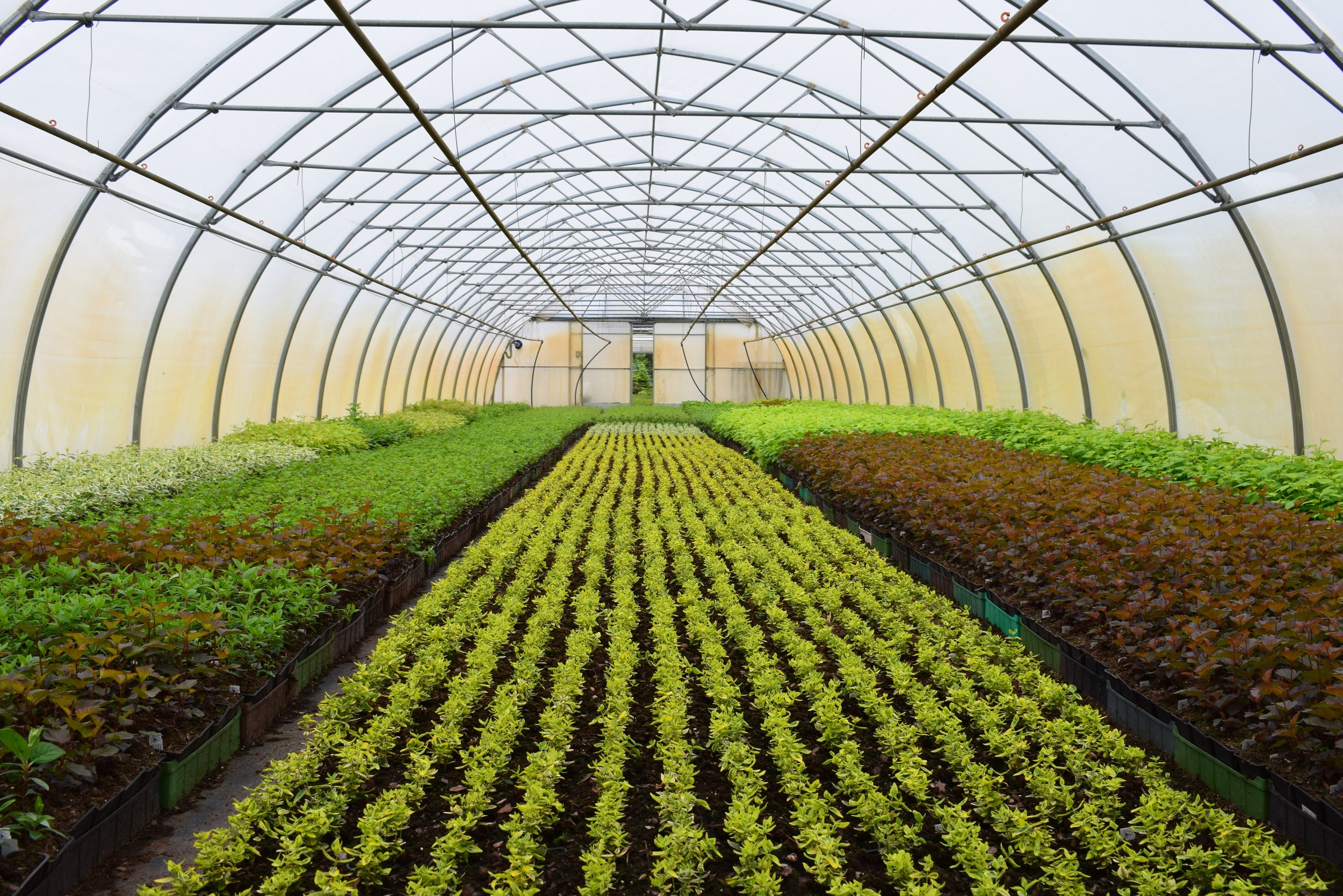 young plants in a greenhouse.jpeg