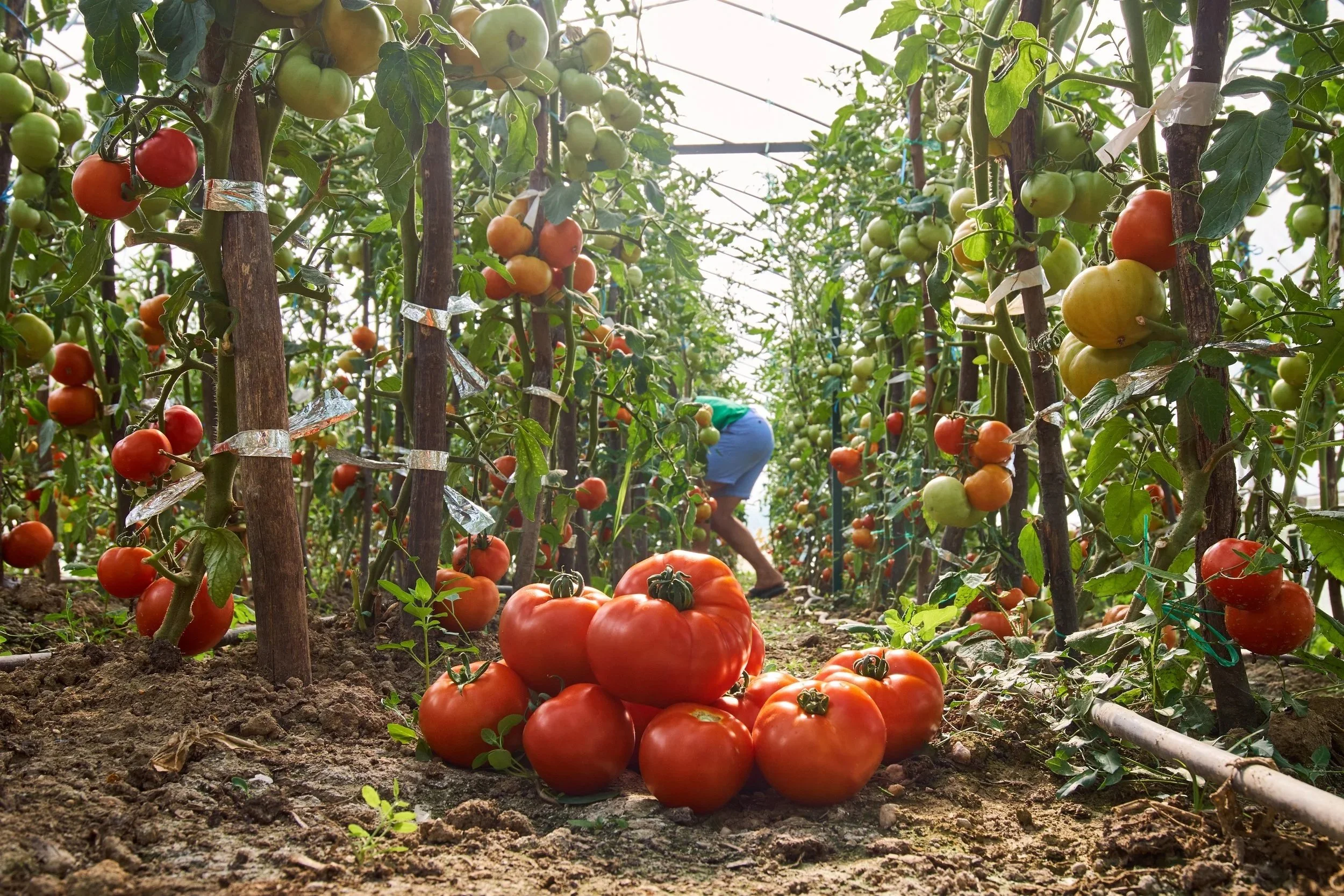 How to Design a Year-Round Growing Plan With Your Greenhouse