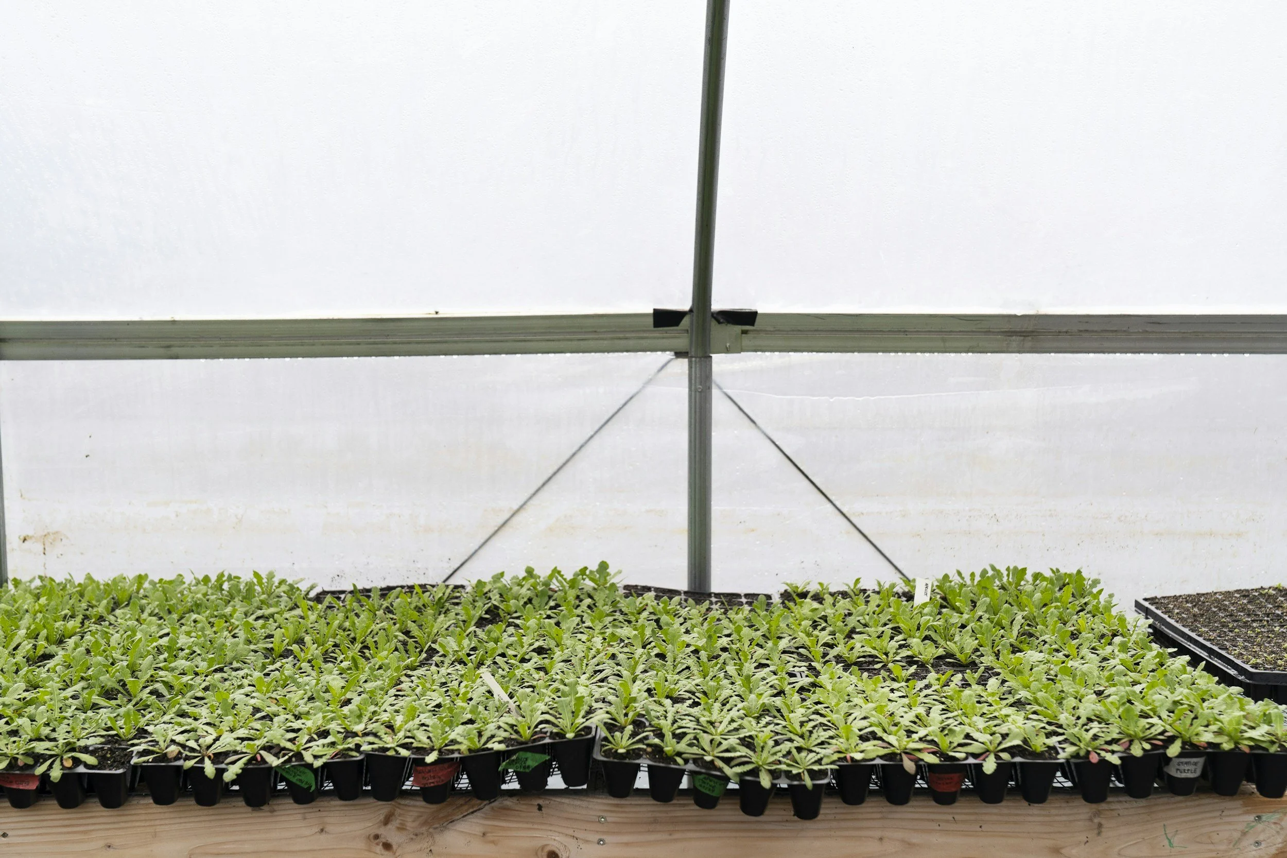 January Seed Start Playbook