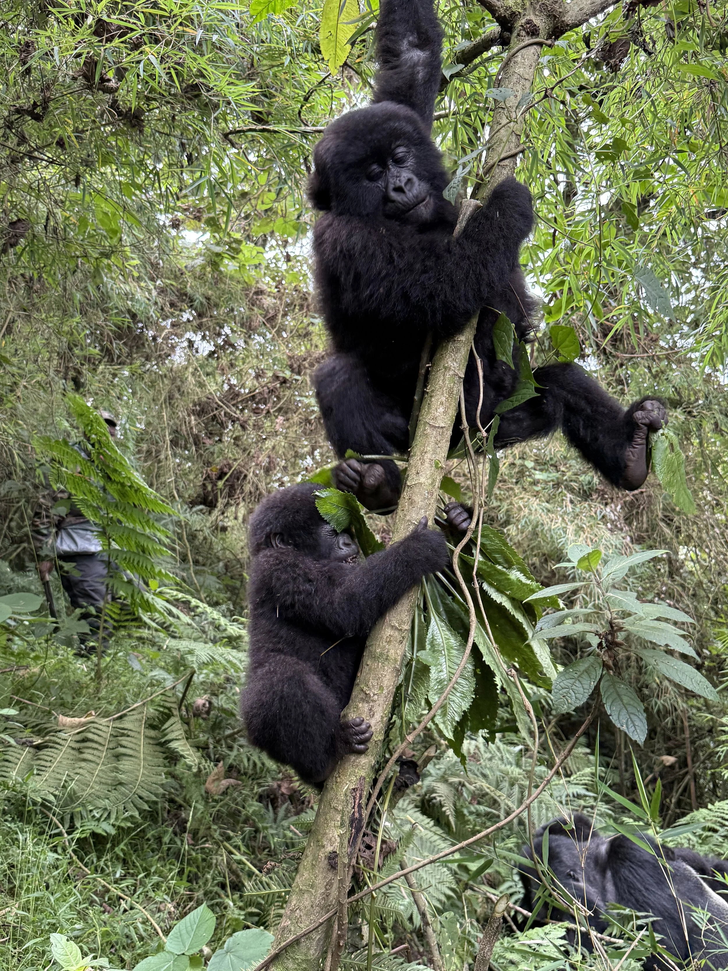 Gorilla Trekking in Rwanda.