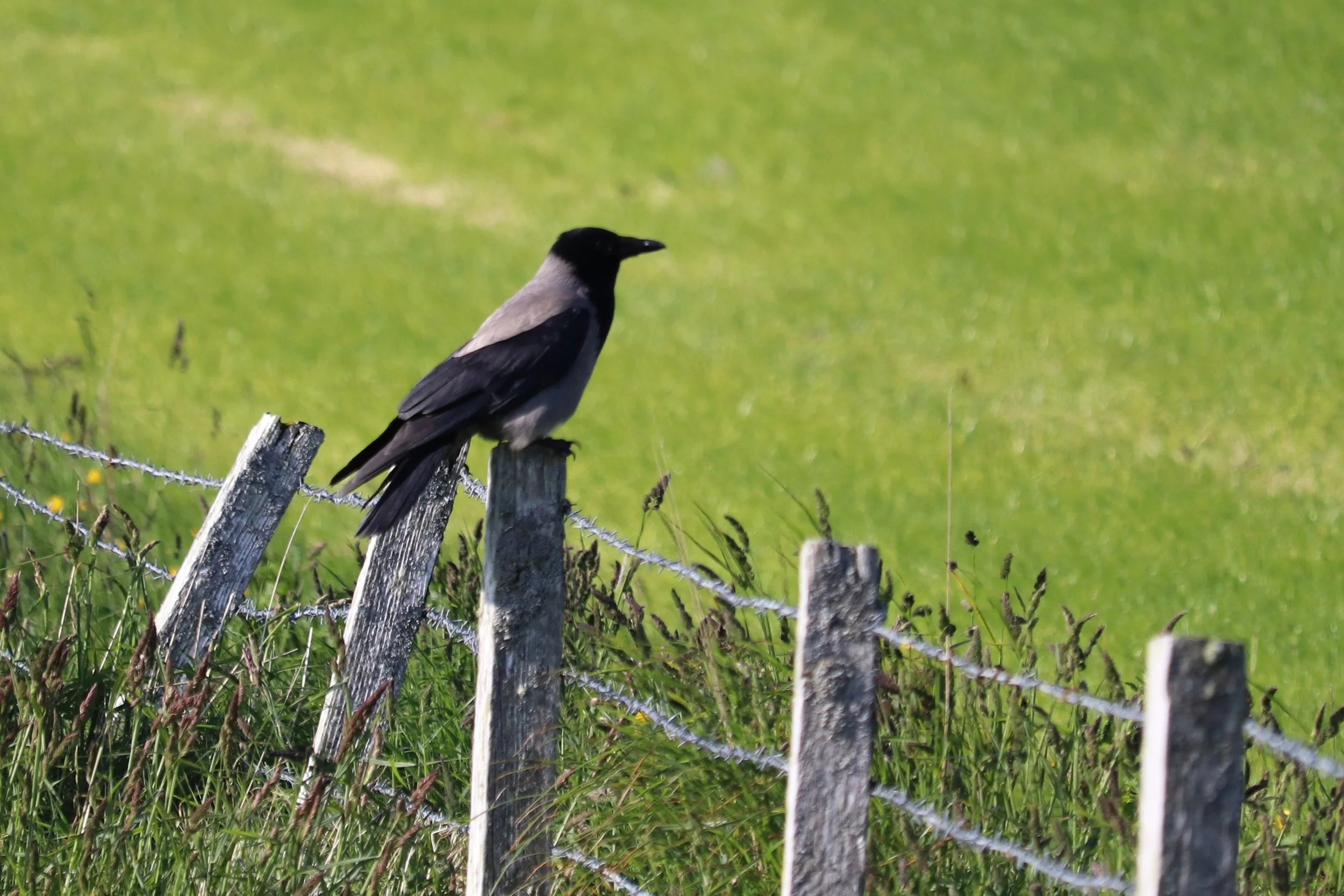 The Last One You'd Expect