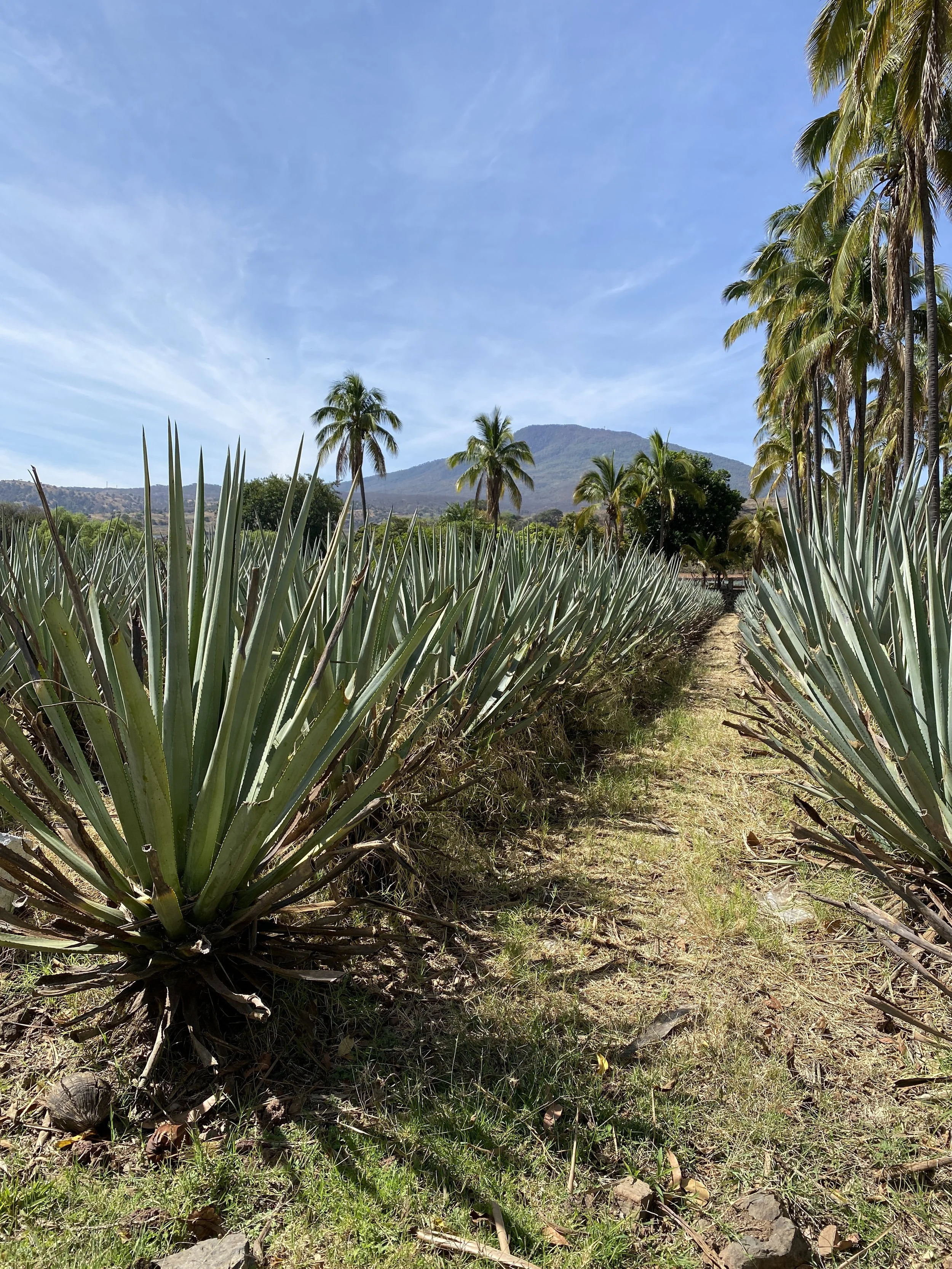 Rows of blue agave plants stretching toward the mountains in Jalisco on a private tequila distillery tour of Mexico