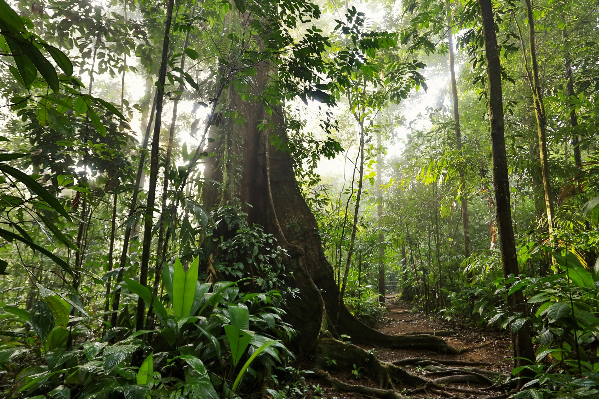 TrailSCPCWL_9303r.jpg