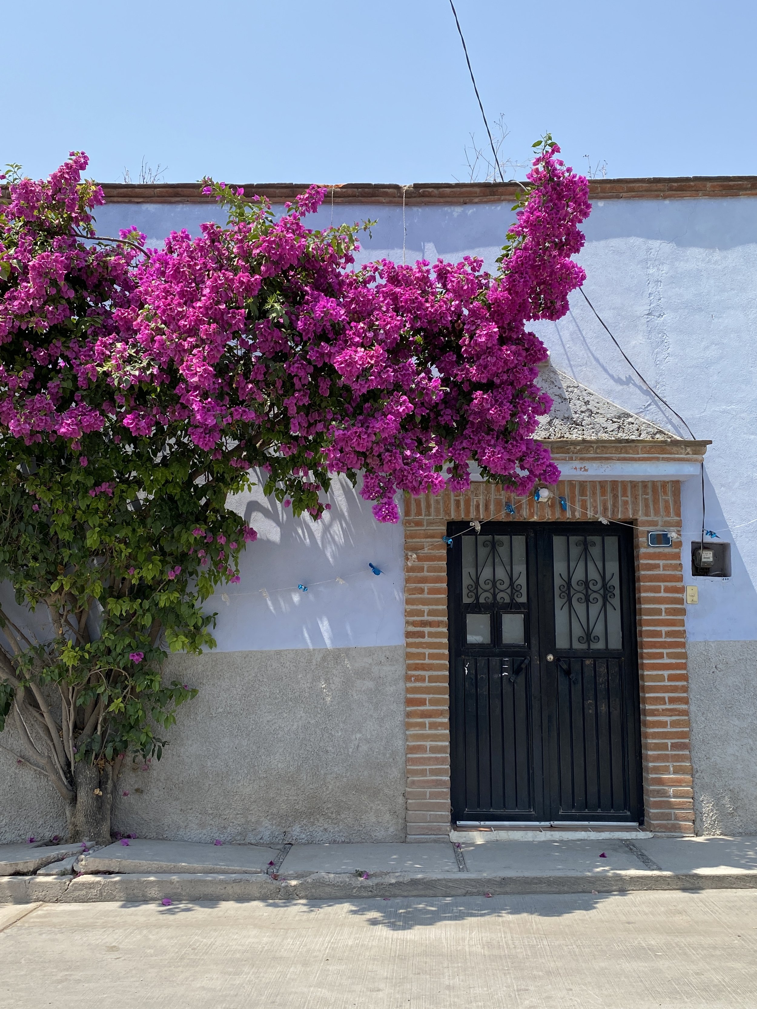 Vibrant pink bougainvillea cascading over a colonial building facade in the historic centre of Querétaro, Mexico