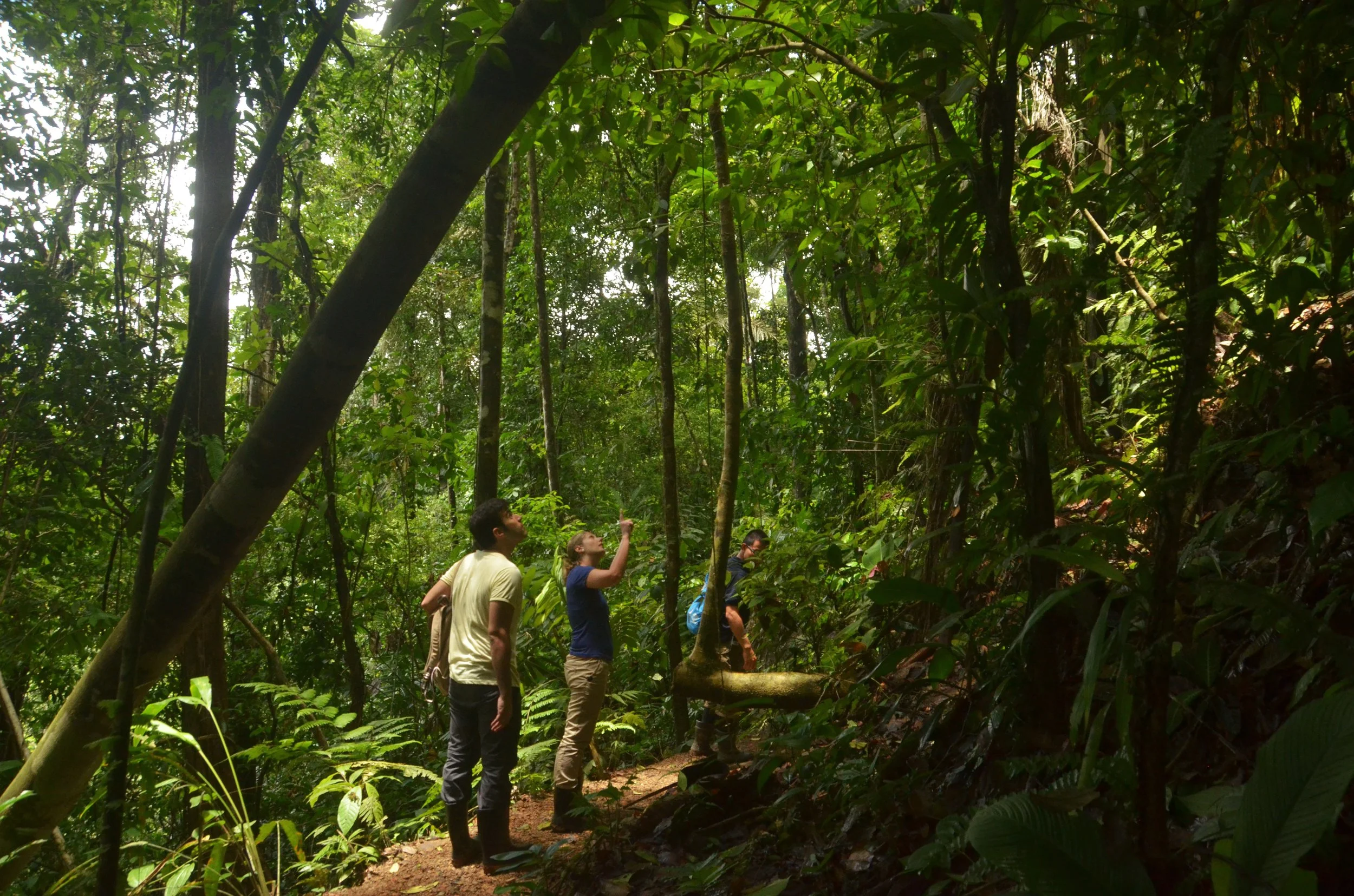 Travellers looking up at the dense forest canopy along the Pacuare River in Costa Rica