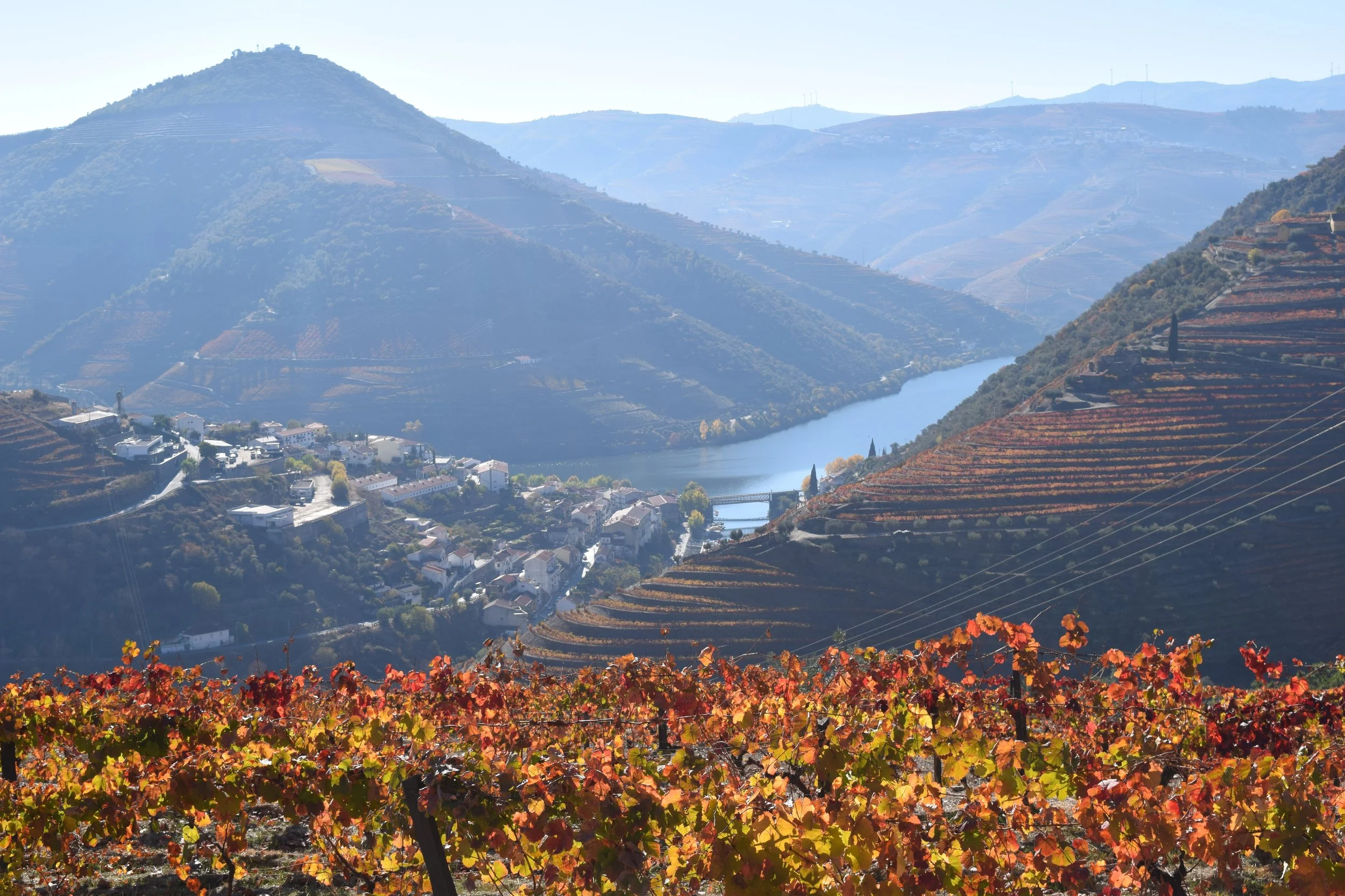 Terraced vineyards in autumn colours descending to the Douro River in the Douro Valley, the world's oldest demarcated wine region, Portugal