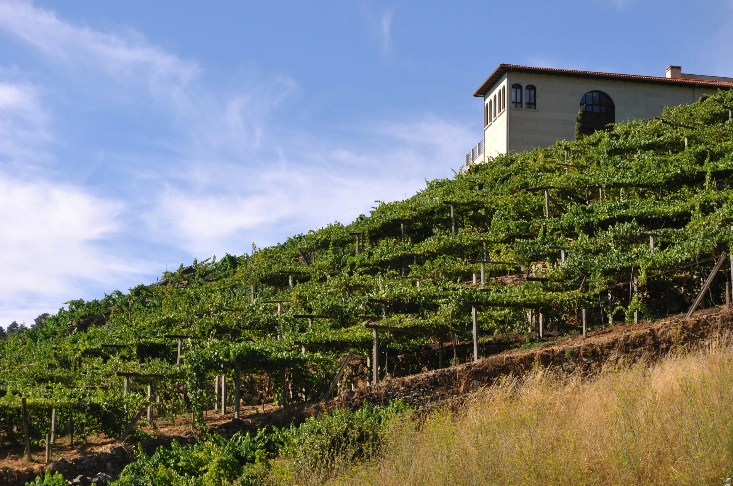 Terraced Albariño vineyards climbing a steep hillside in Galicia's Rías Baixas wine region, with a stone winery building at the top under a blue summer sky, Spain
