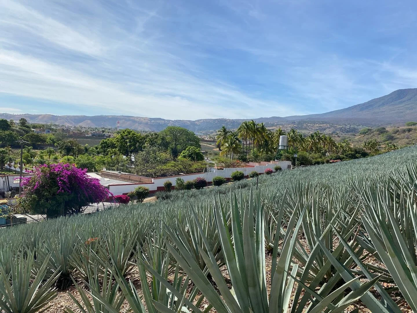 Agave fields and tequila tasting, a unique experience in Mexico 🇲🇽 
#tequila #mexico #jakunatravel #bespoketravel #tequilafortaleza