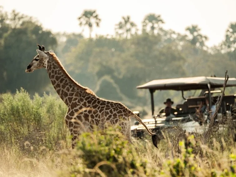 Where luxury meets meaning.
Discover journeys crafted with intention, detail, and a touch of the extraordinary. From the savannas of East Africa to the wild beauty of the continent&rsquo;s most iconic landscapes #africa #luxurytravel #jakunatravel #b