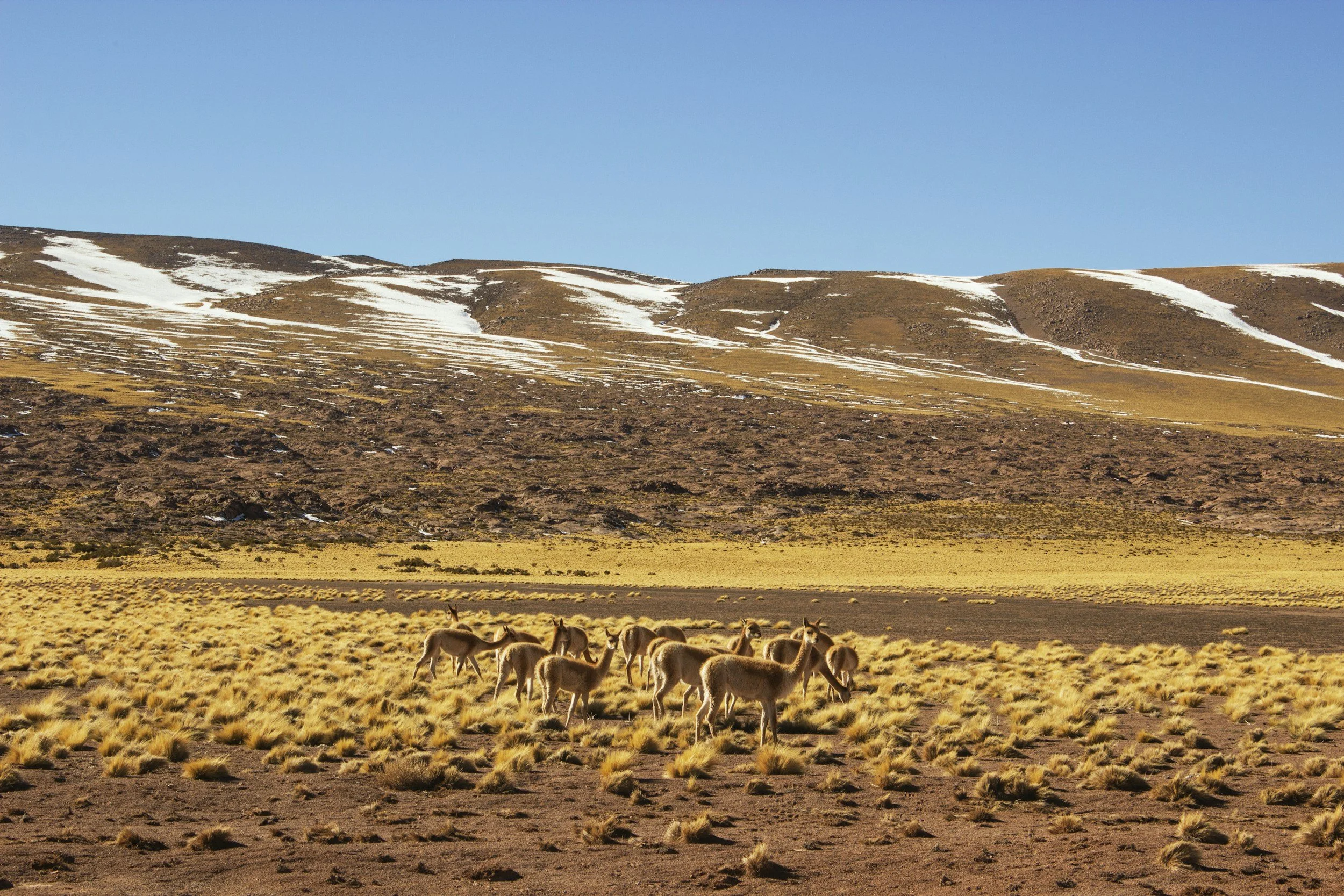 A group of llama standing in a grassy, barren plain with rolling hills and patches of snow under a clear blue sky.
