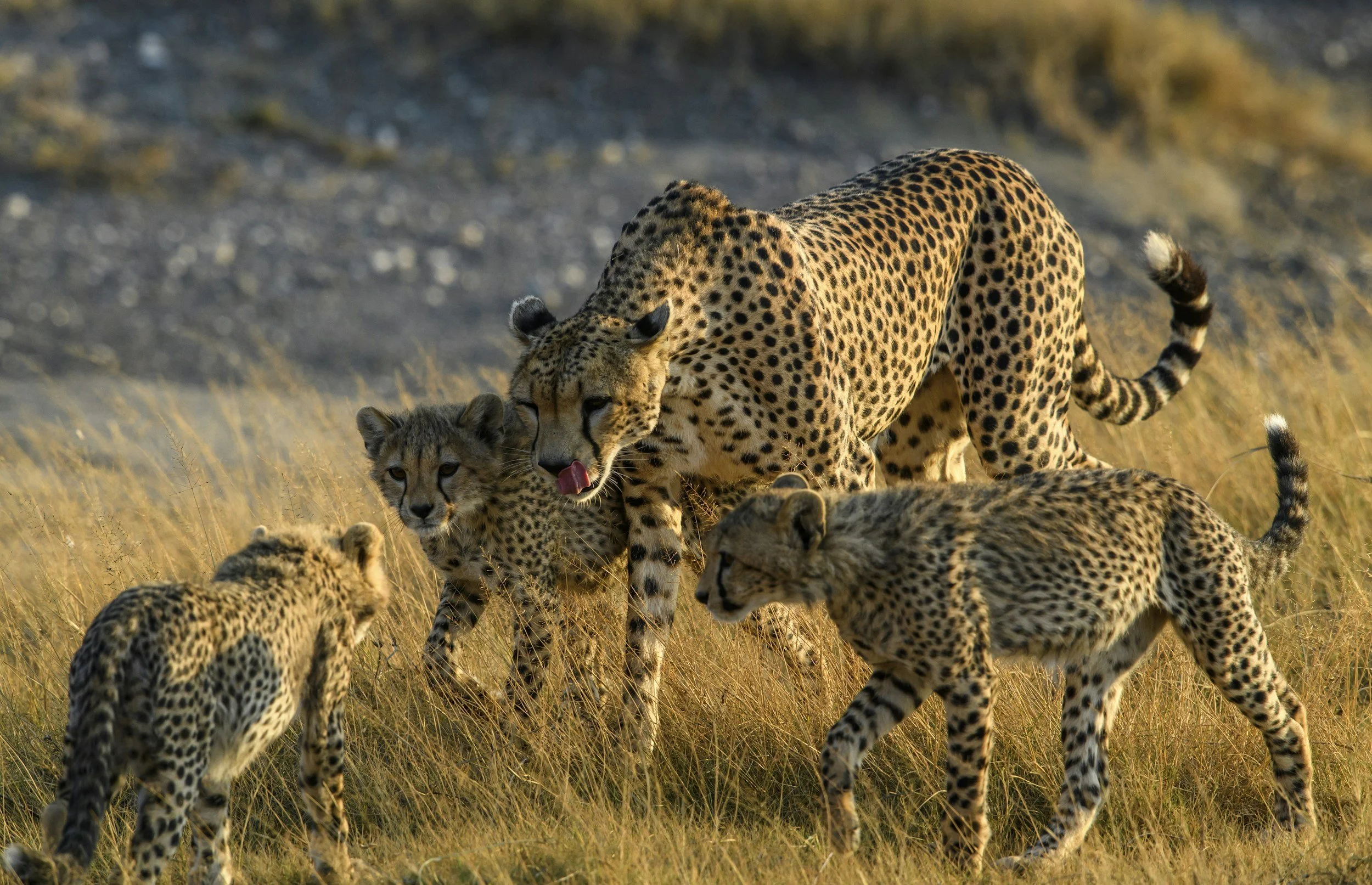 Cheetah mother grooming her cubs in the golden grass of the Serengeti during calving season, Tanzania