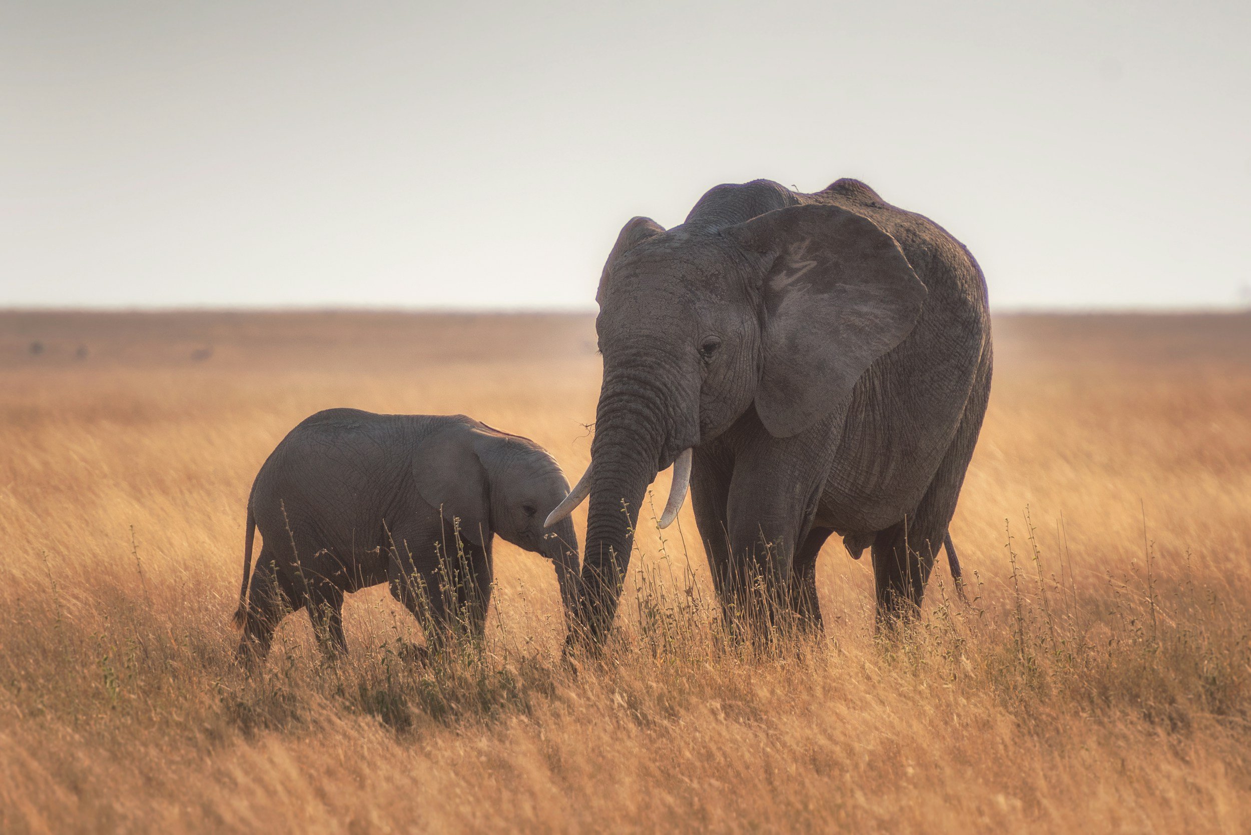 Mother elephant and her calf walking through the dry golden savannah of the Serengeti, Tanzania