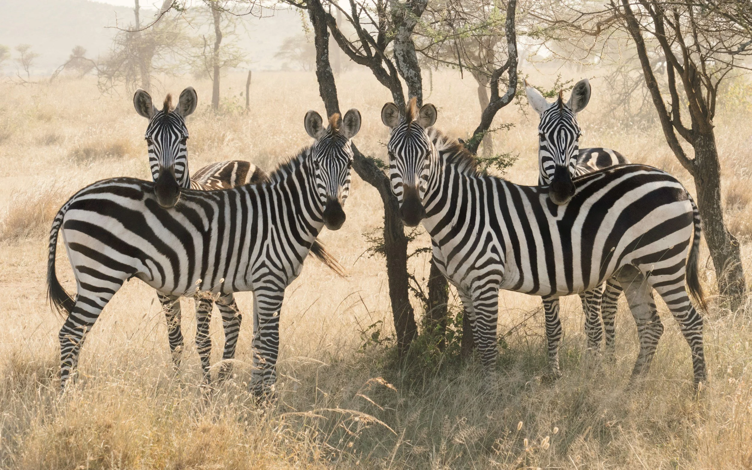 Group of zebras standing among acacia trees on the dusty plains of the Serengeti during the Great Migration, Tanzania